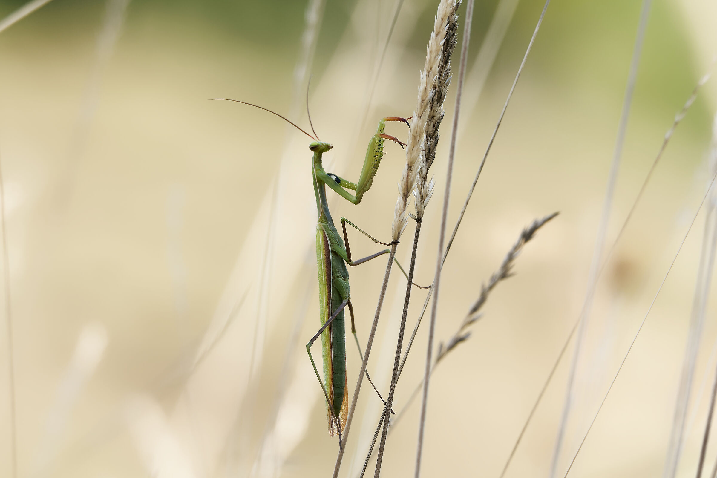 Mantide religiosa