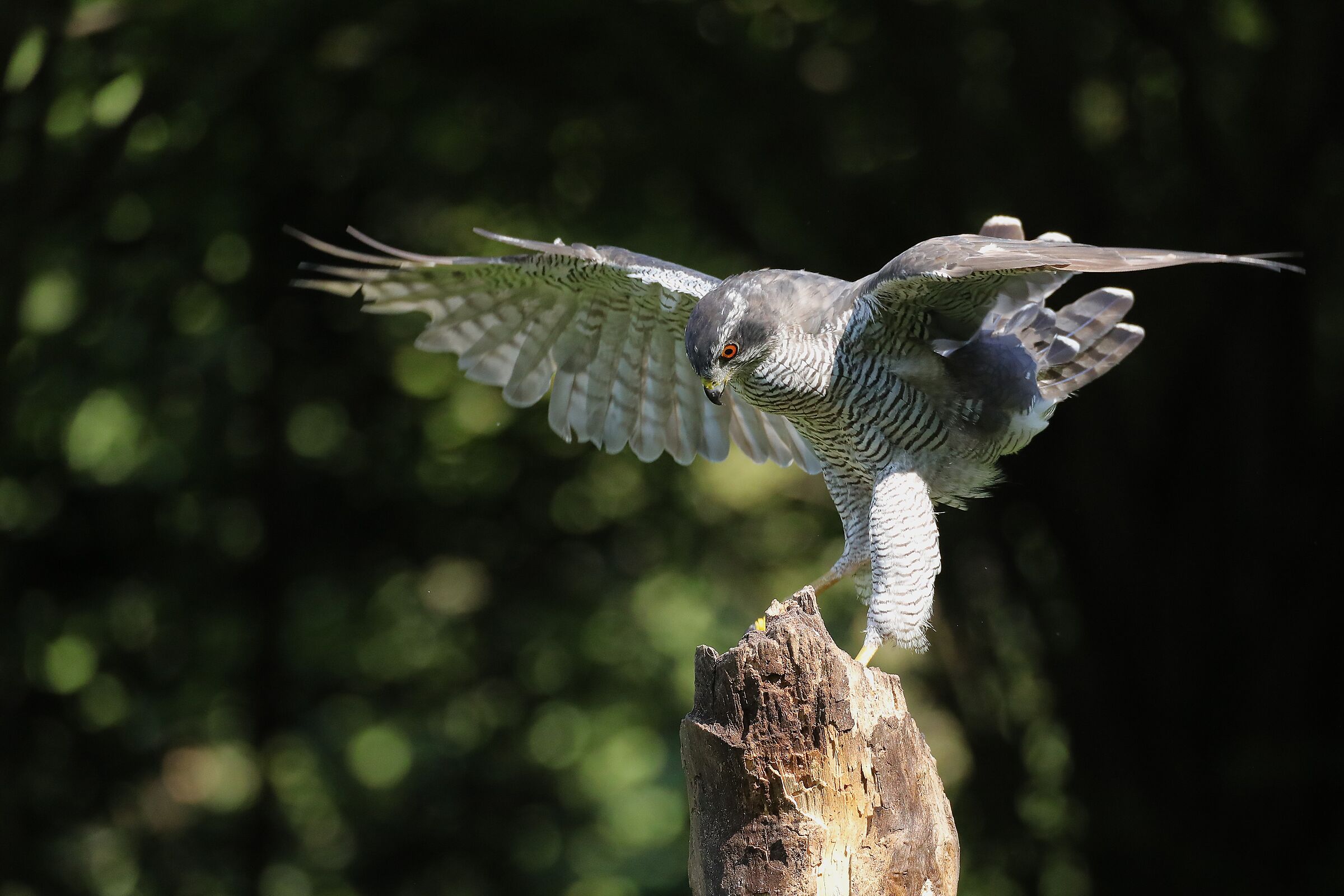 goshawk