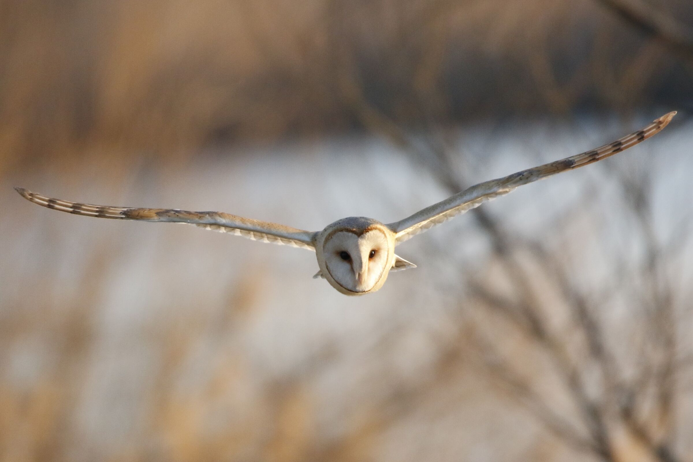 Barn owl