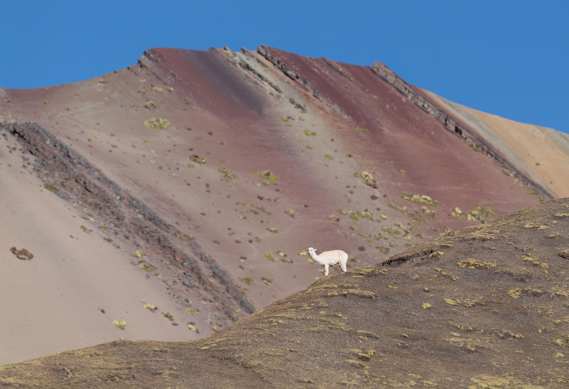 Alpaca e montagne arcobaleno