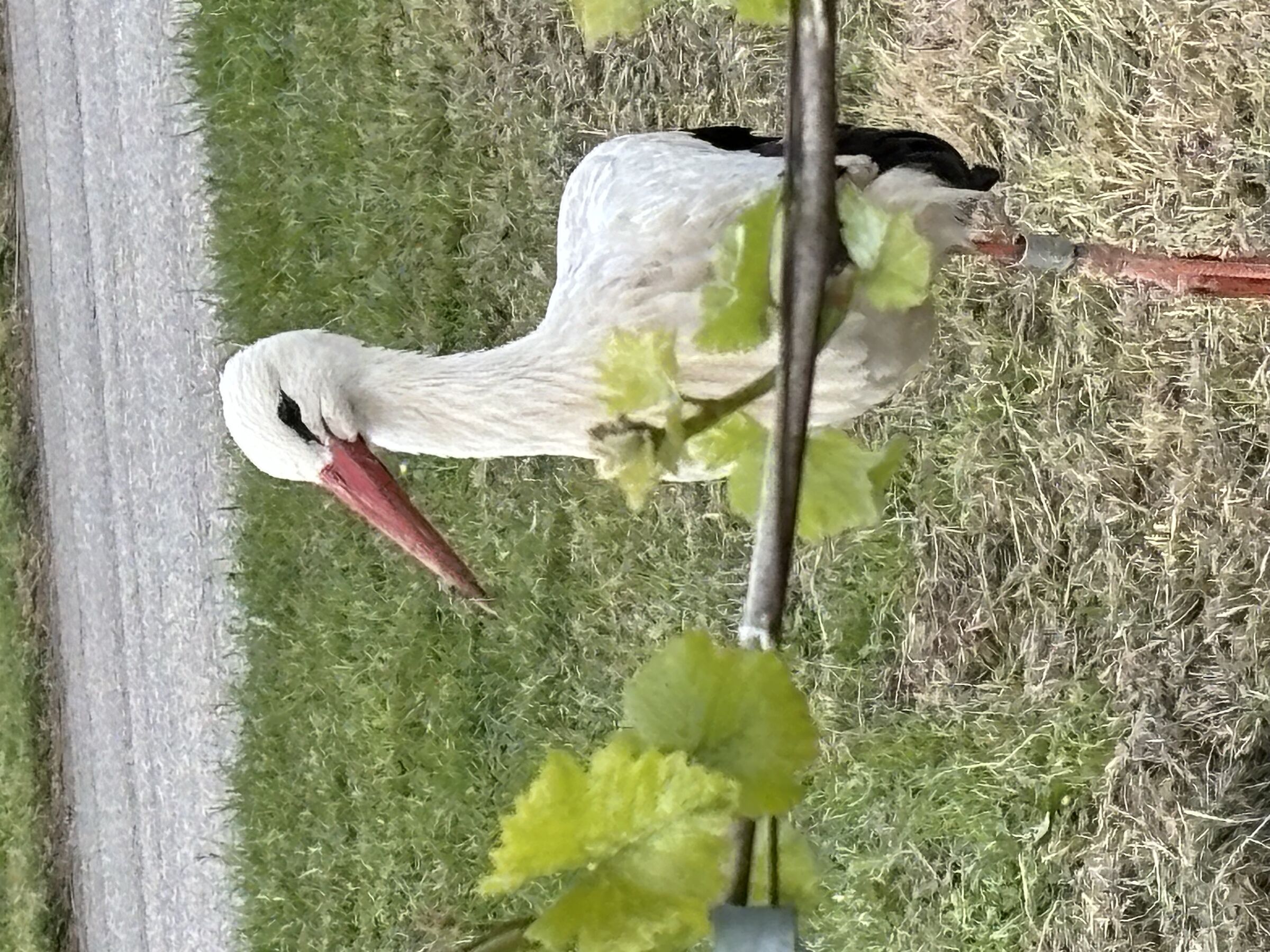 il paese delle cicogne Alsazia  aprile 2024