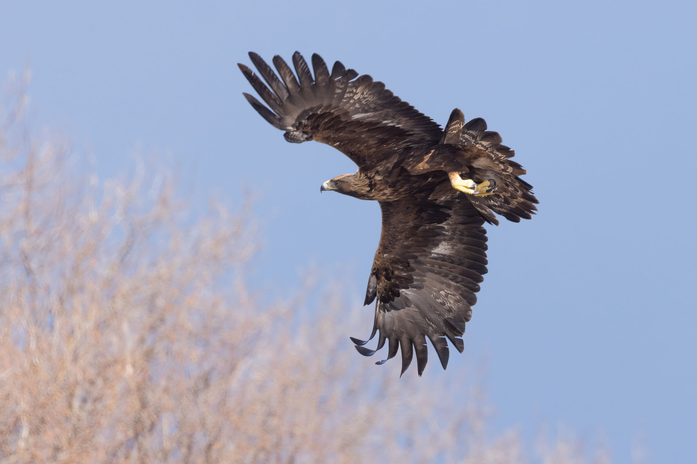 Aquila Reale
