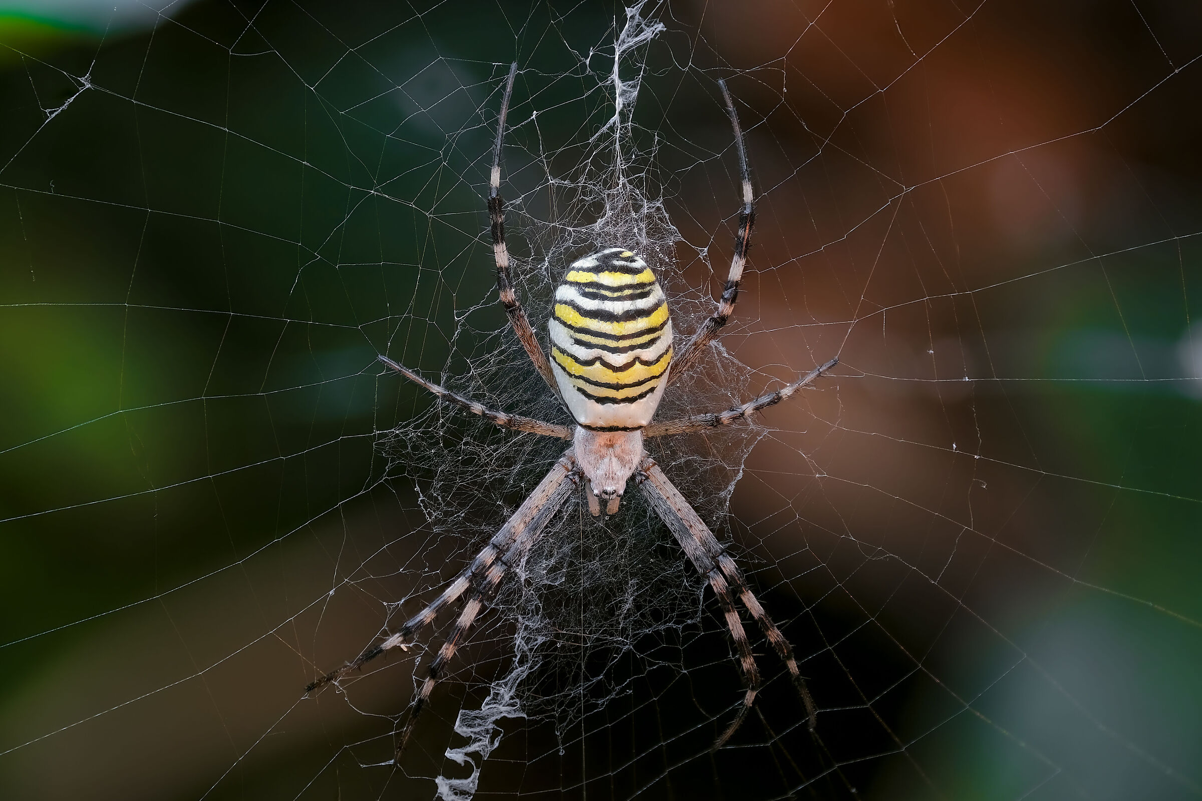 Argiope bruennichi