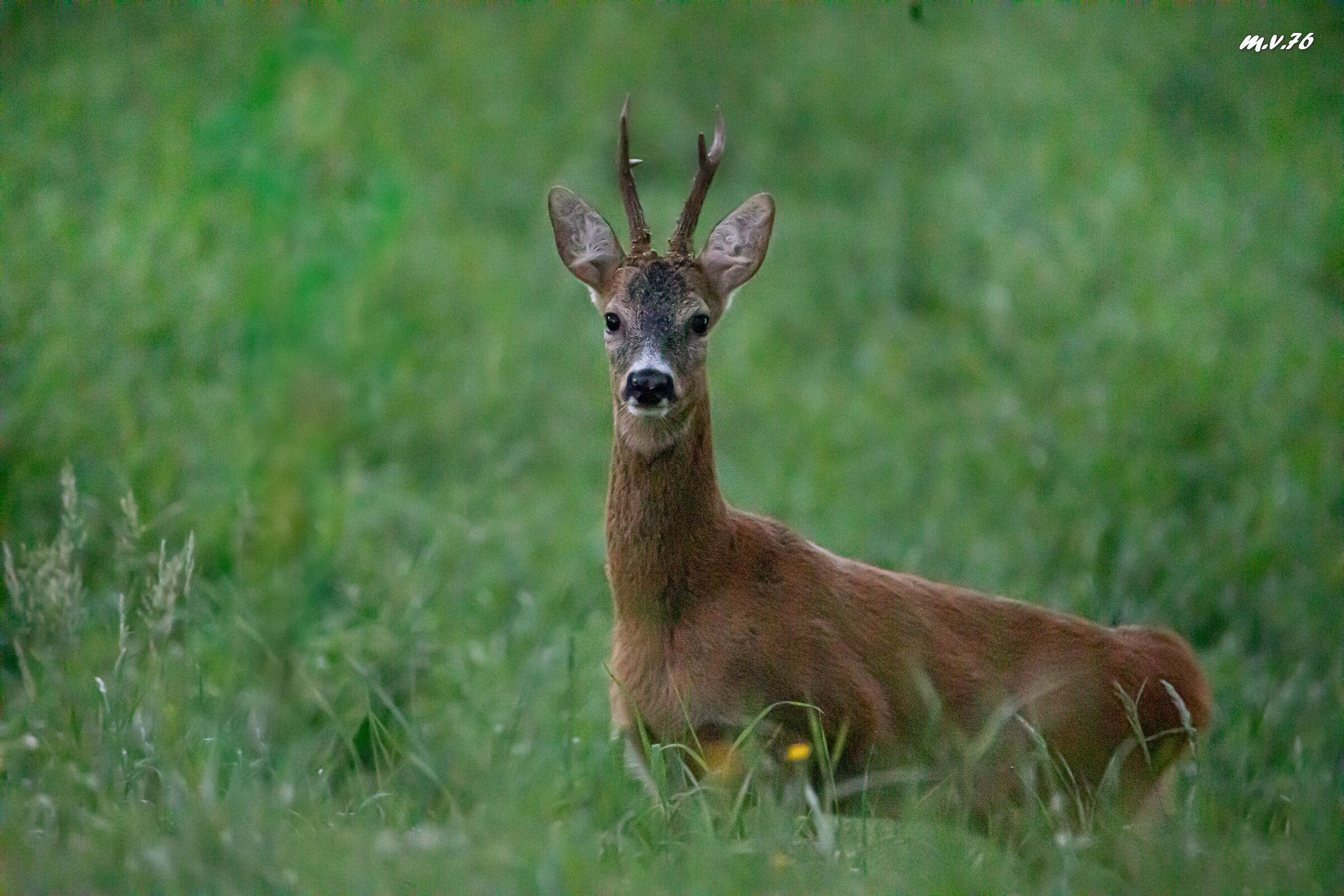 Who goes there....?!