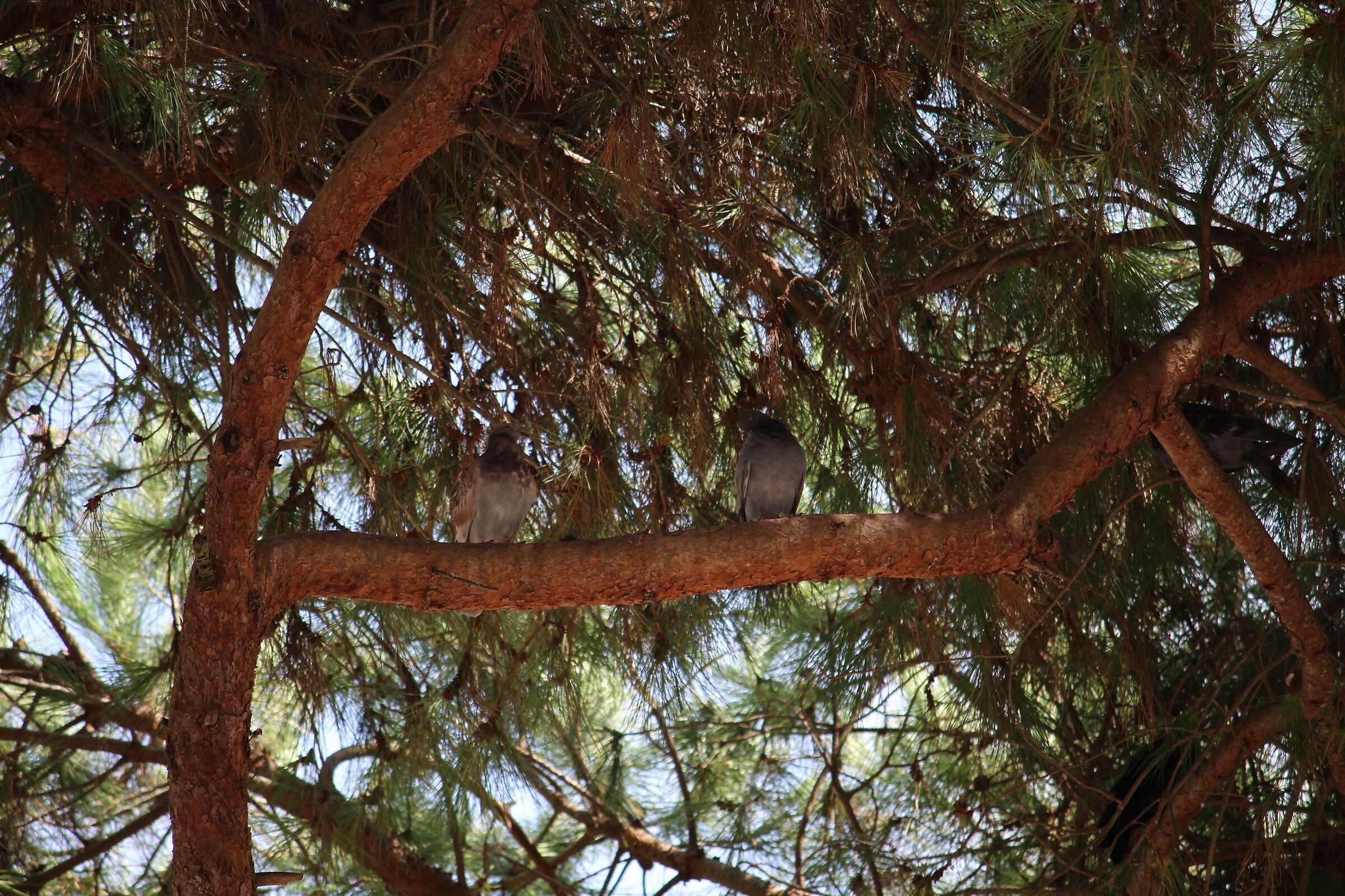 Columba livia su conifera