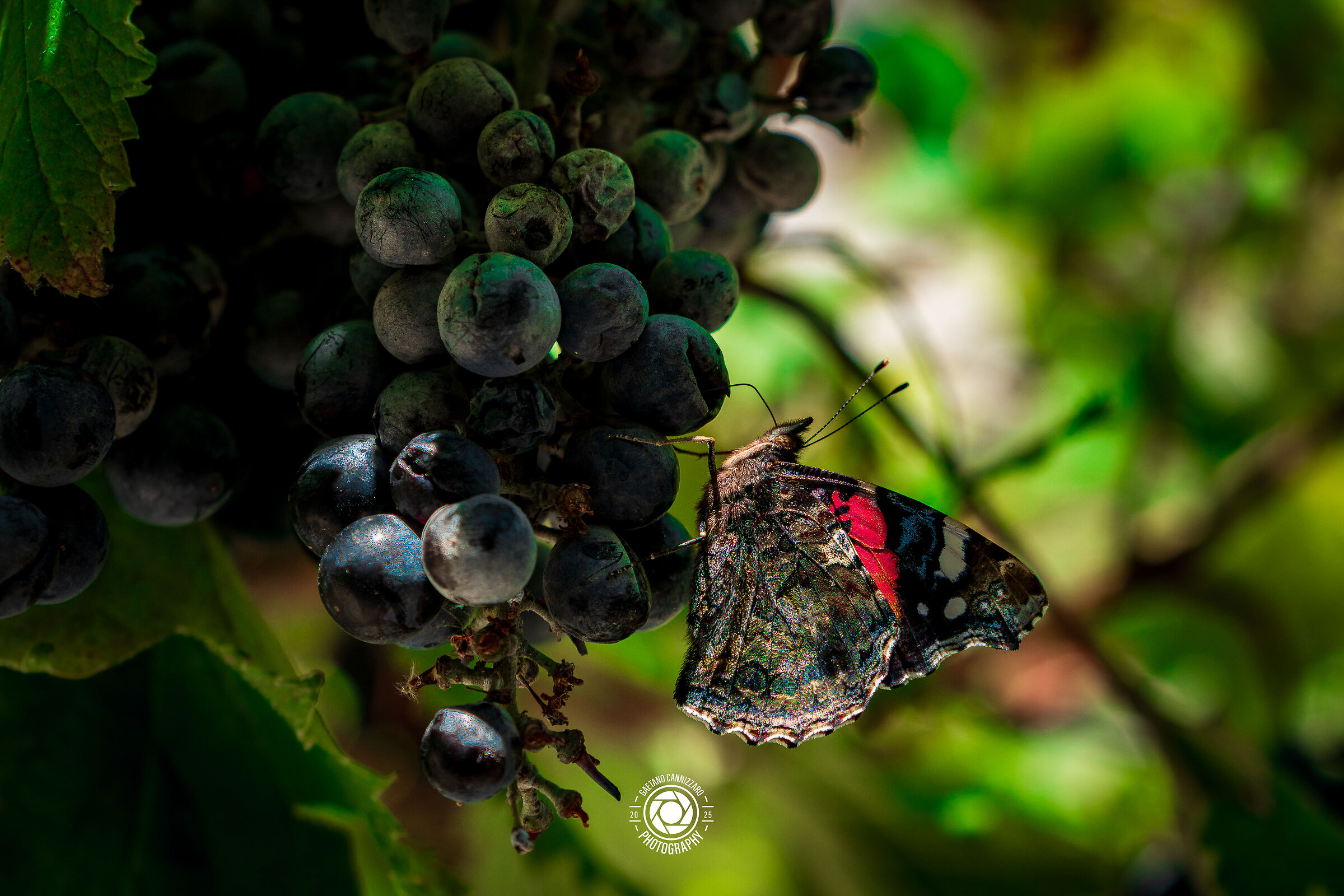 BUTTERFLY