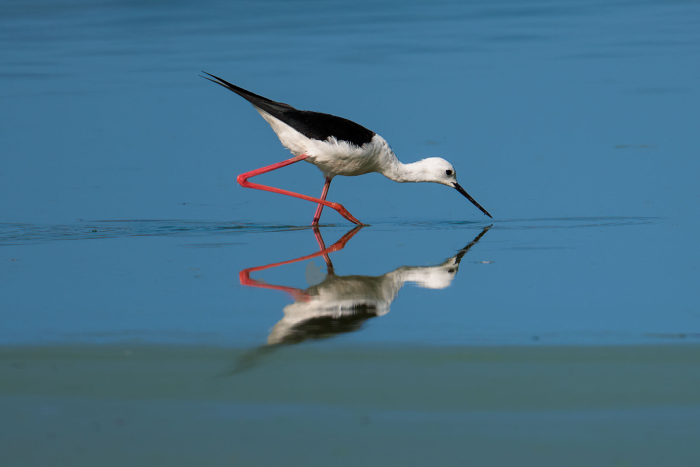 Black-winged Stilt