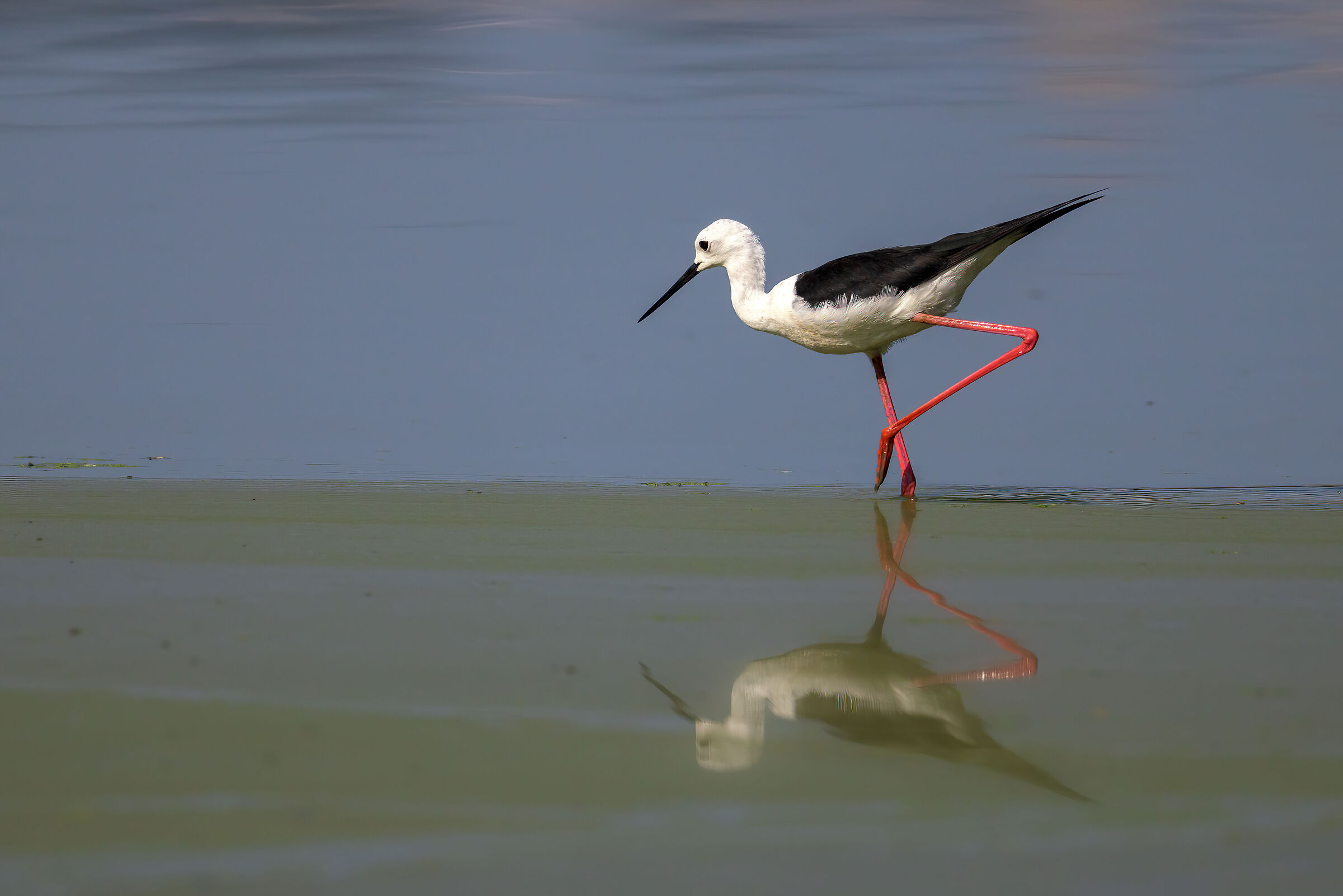 Black-winged Stilt