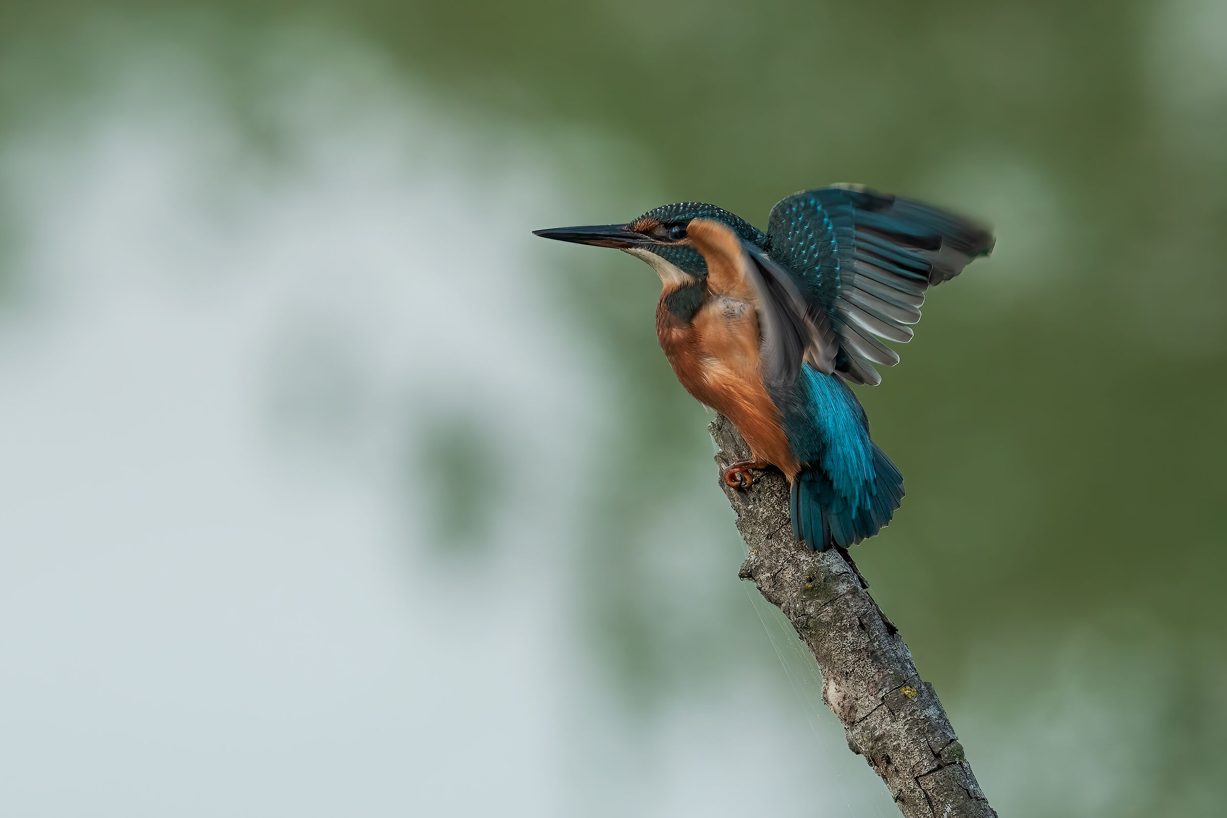 Kingfisher
