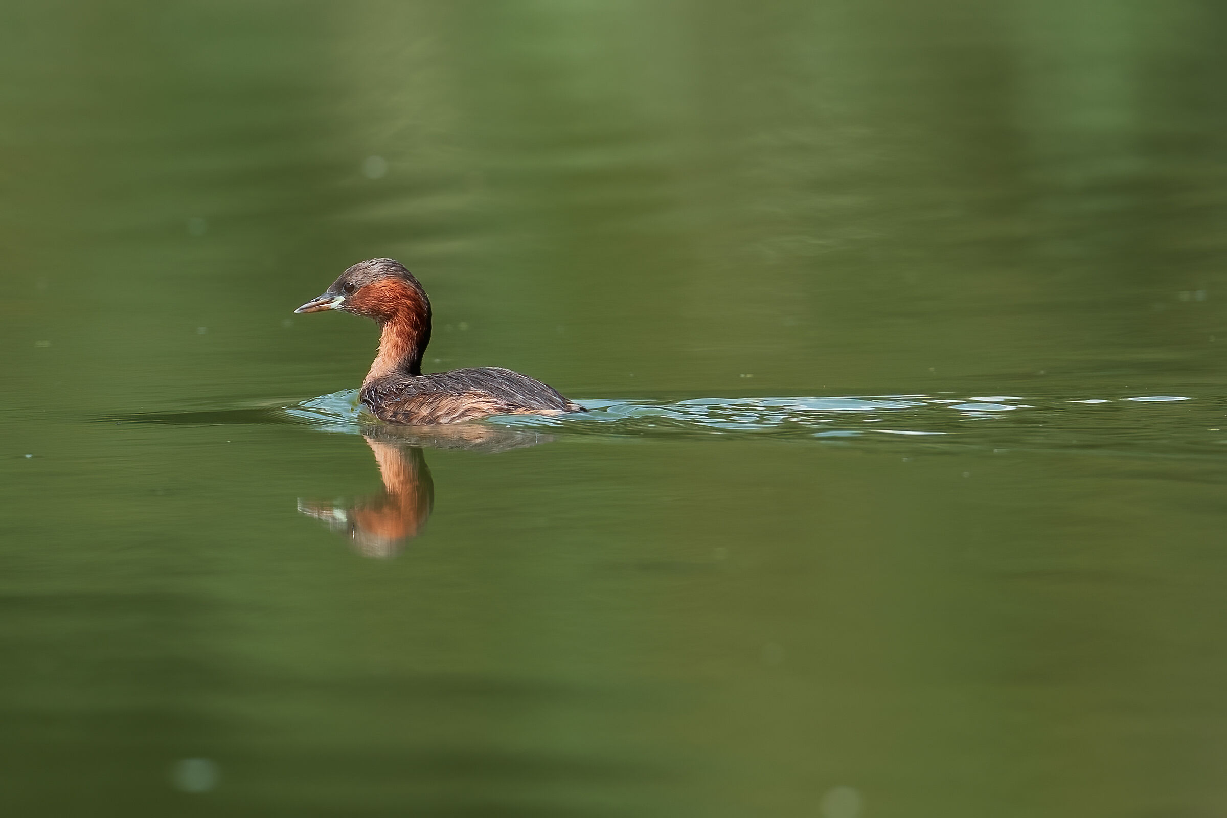 Dabchick