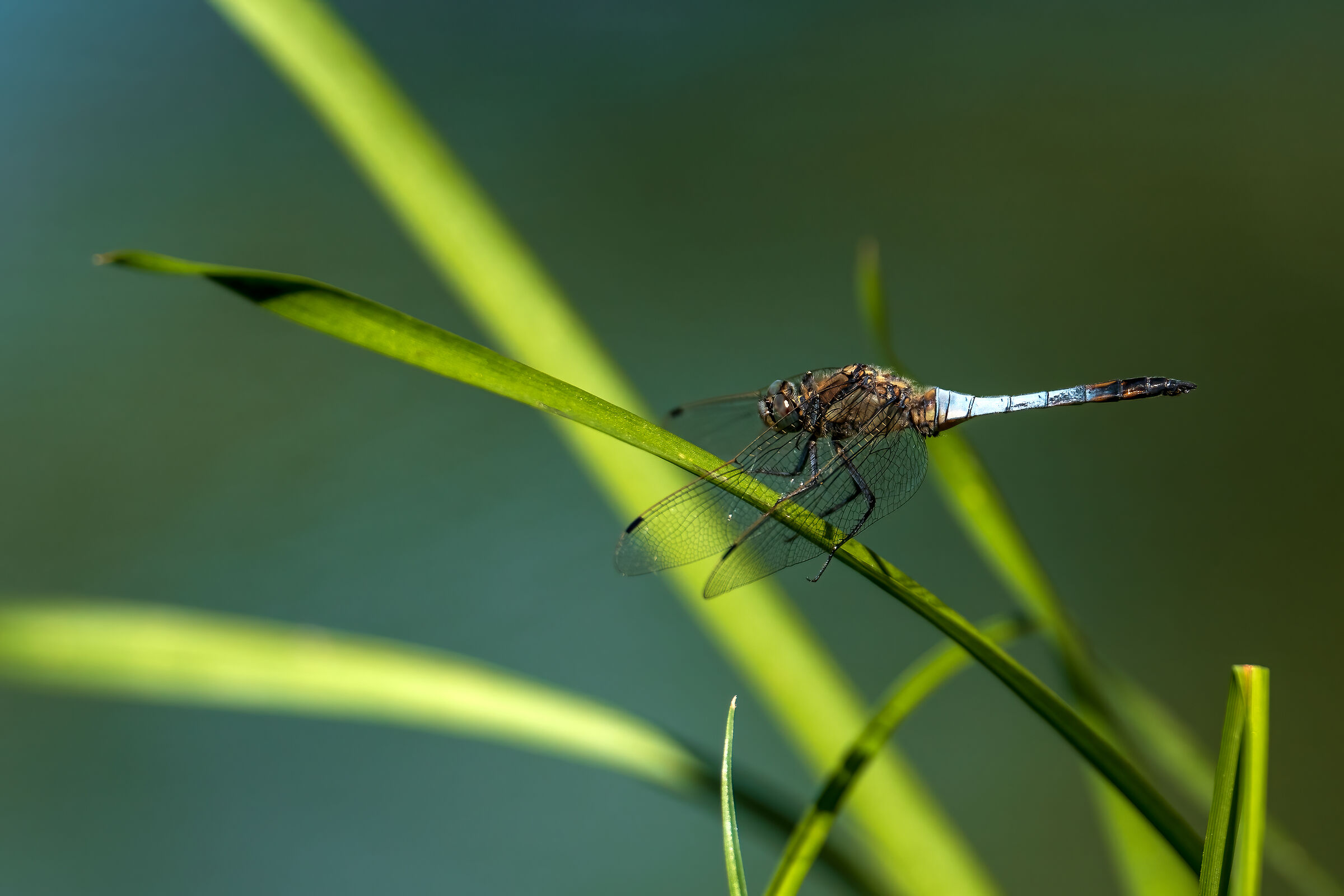 Dragonfly