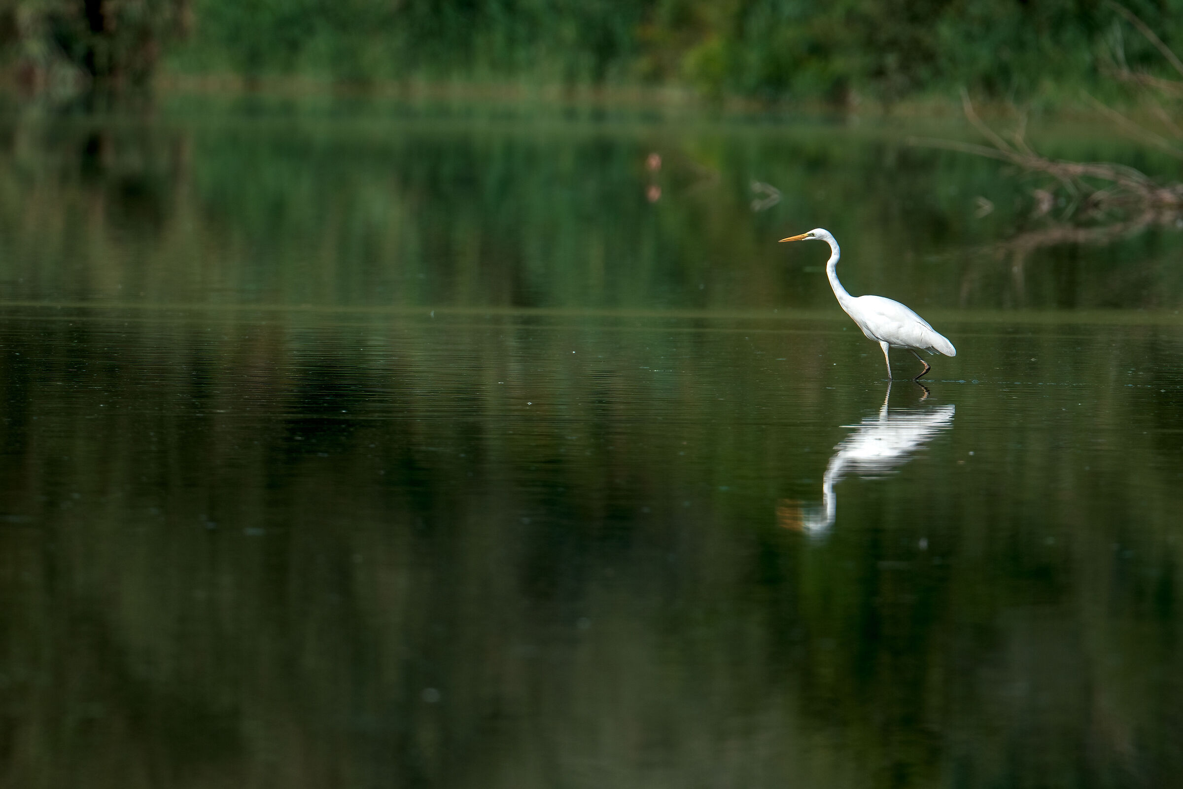Great White Heron
