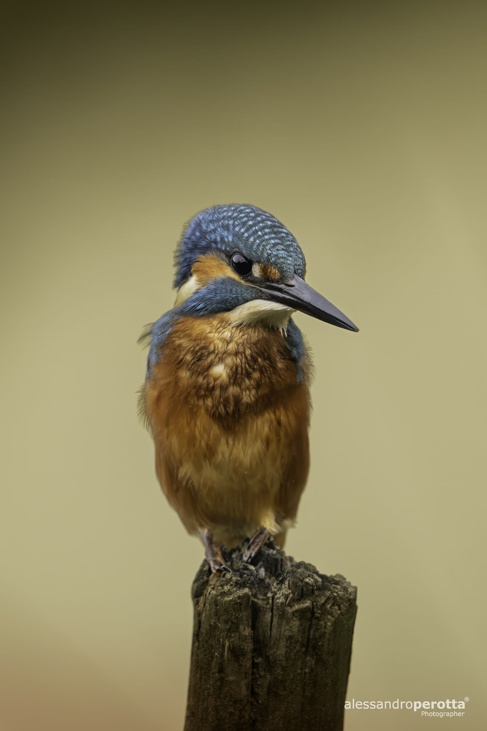 Alcedo atthis
