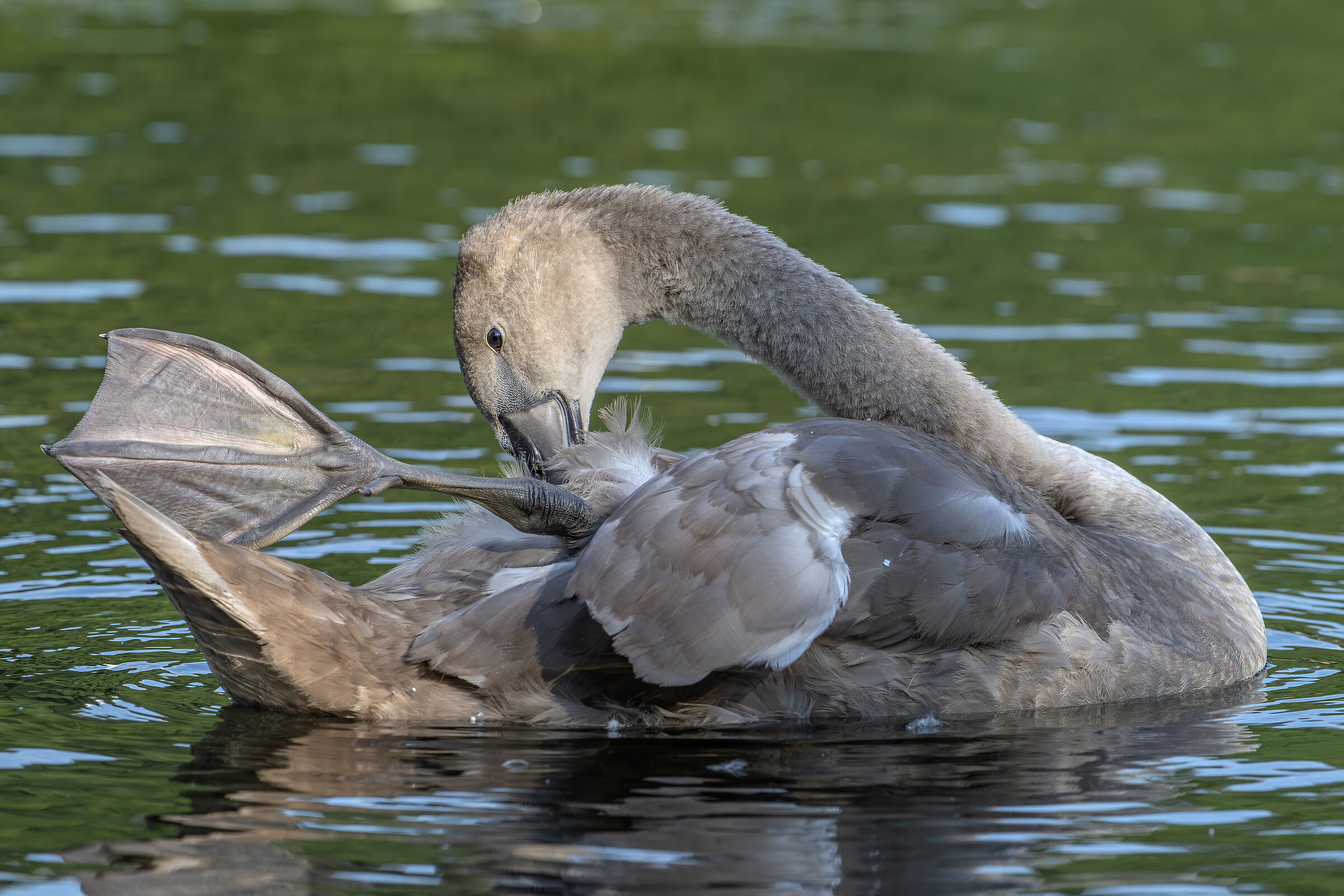Swan chick