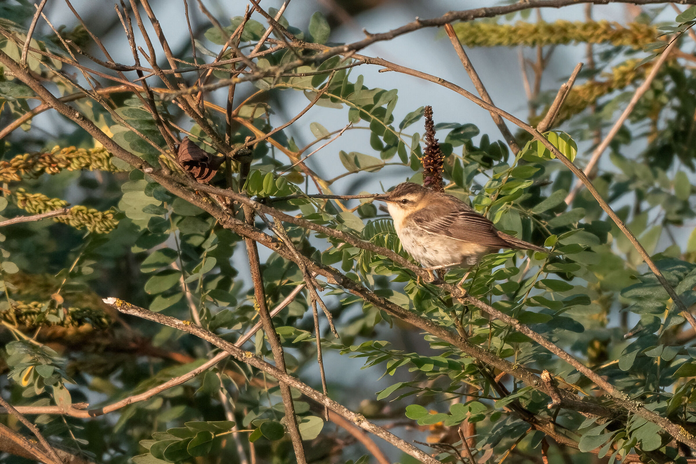 Sedge warbler