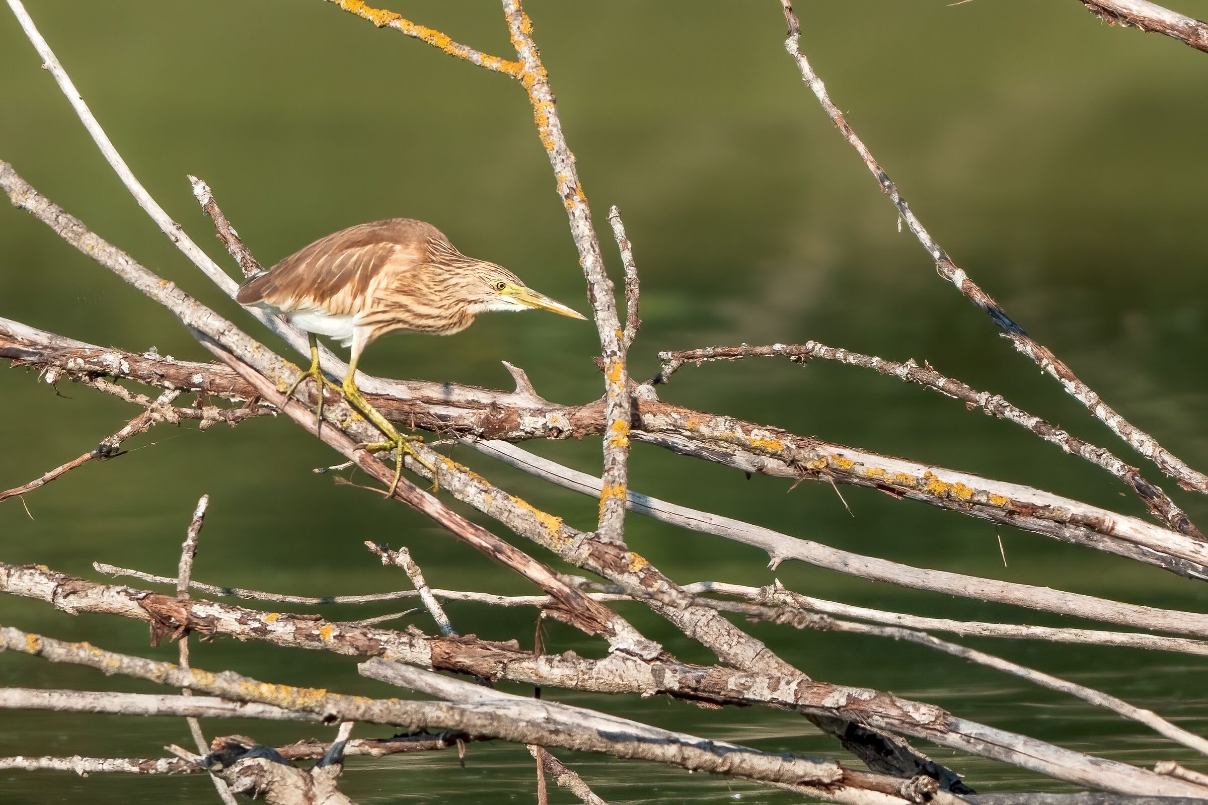 Bittern, Little Bittern or Squacco Heron?