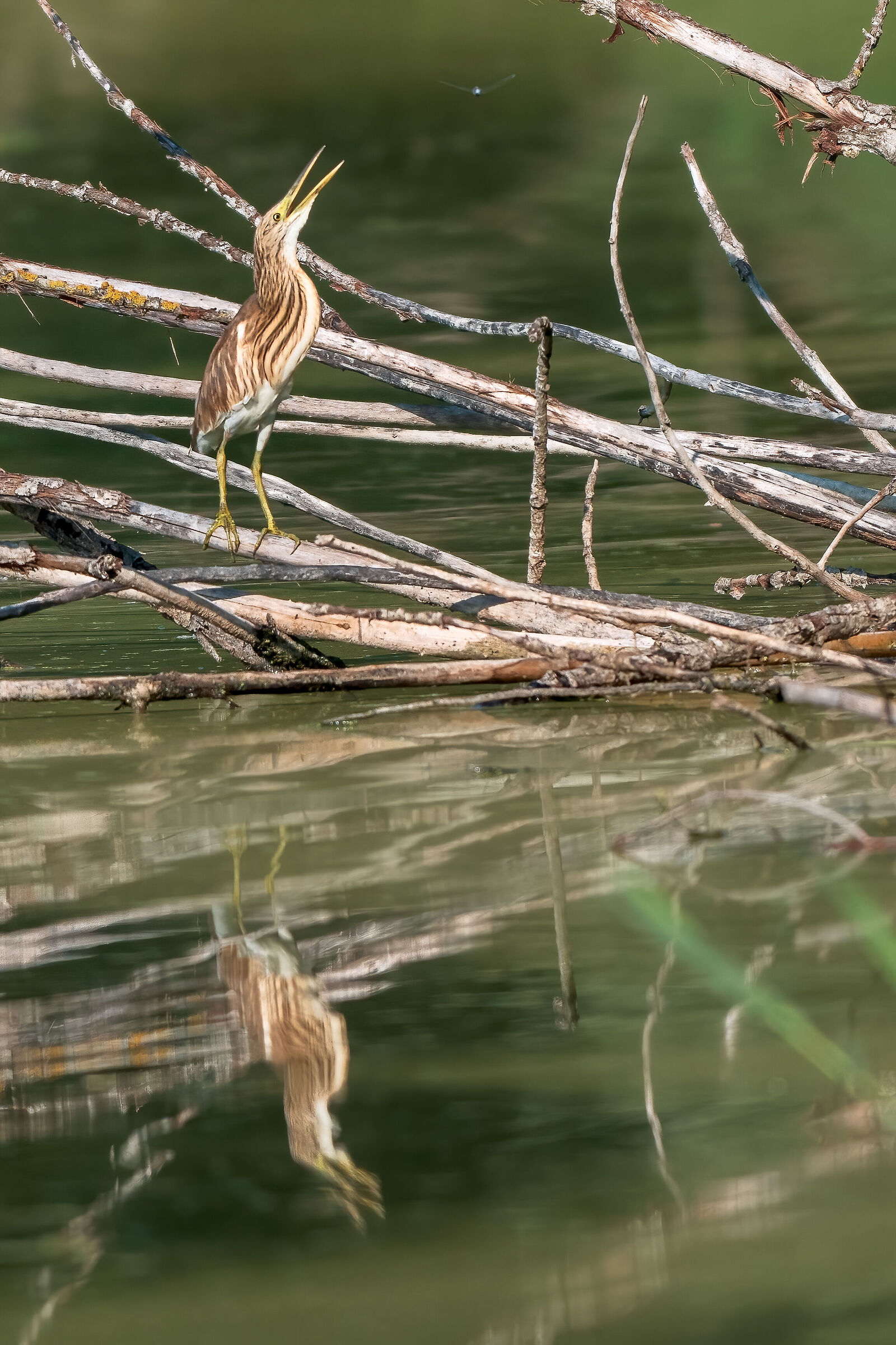 The bird and the dragonfly