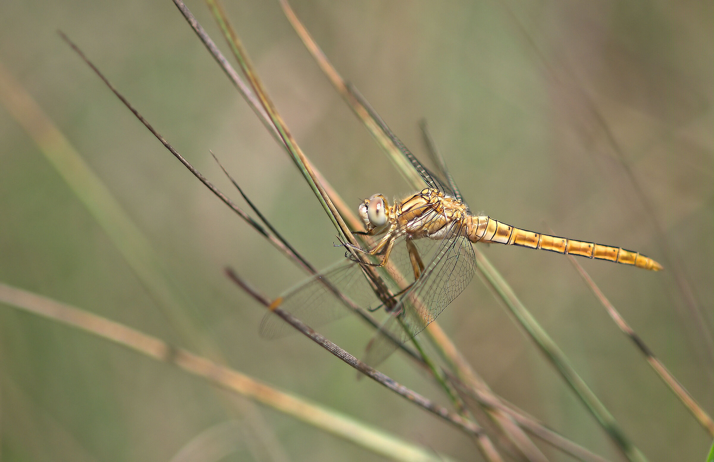 Orthetrum brunneum