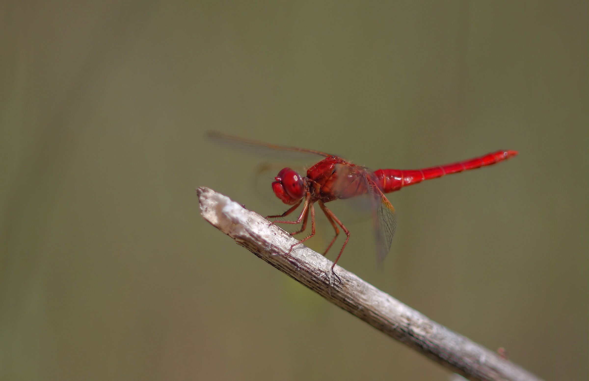 Crocothemis erythraea
