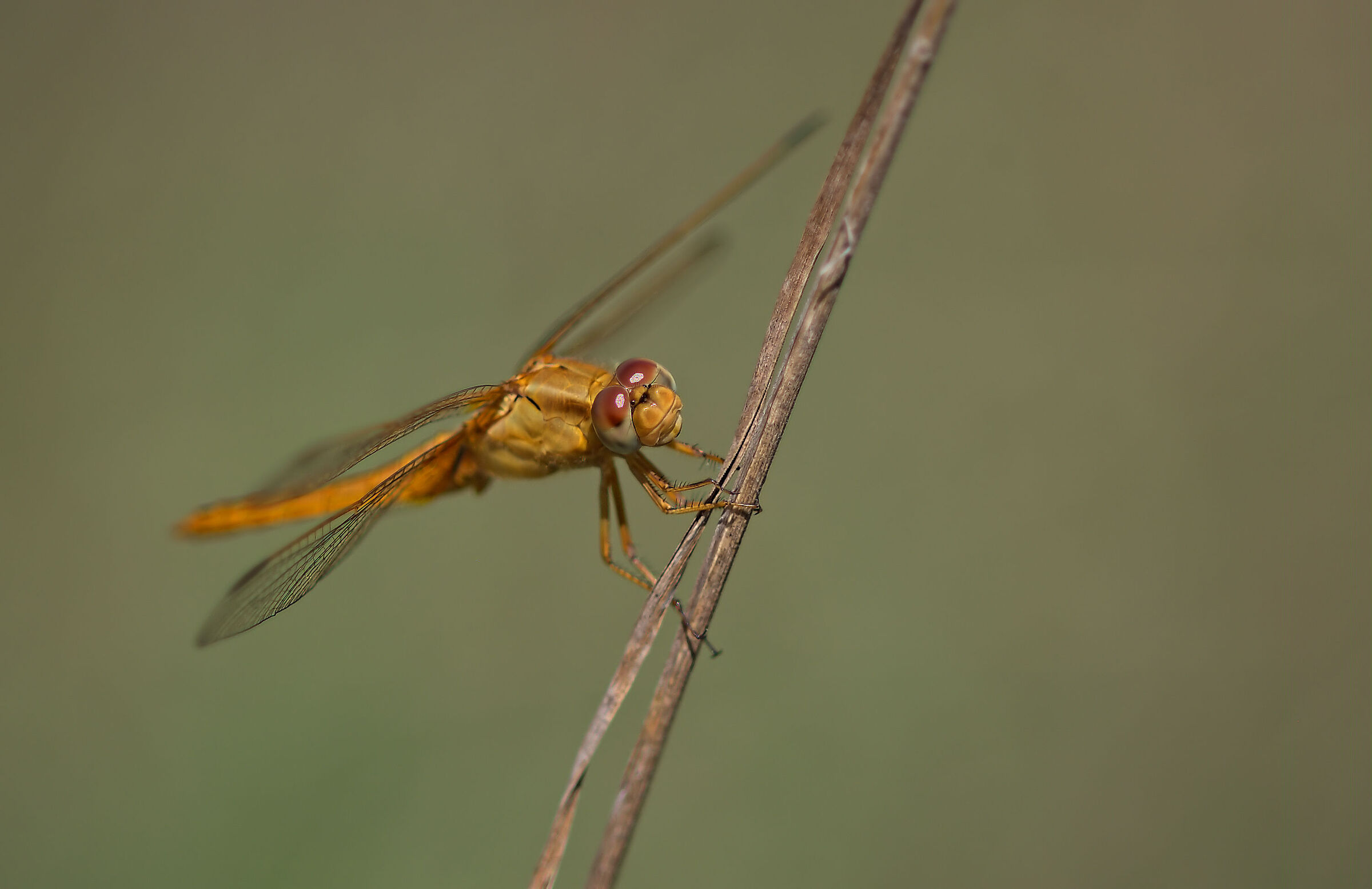 Crocothemis erythraea