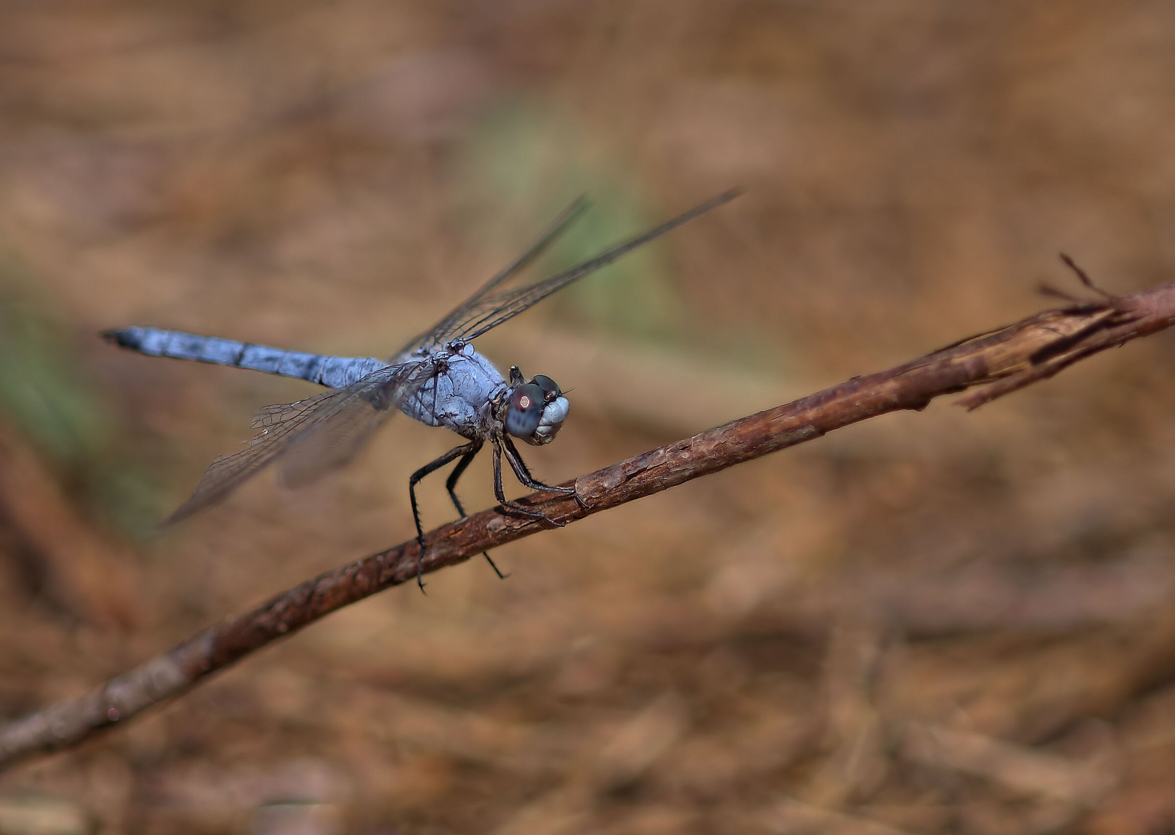 Orthetrum brunneum