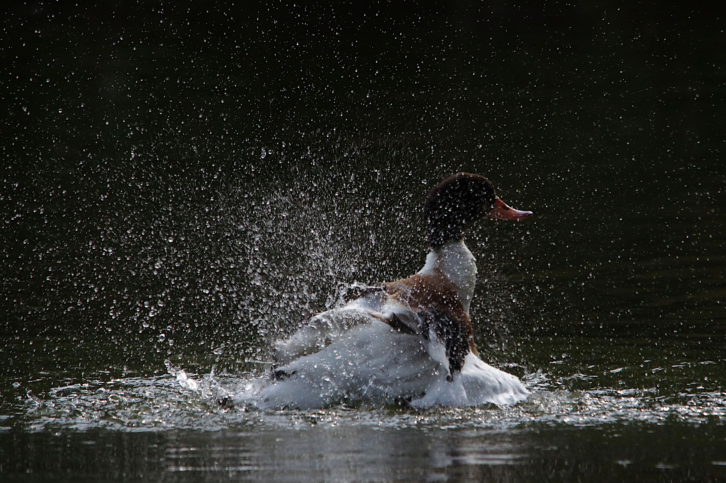 Shelduck, water features and backlight