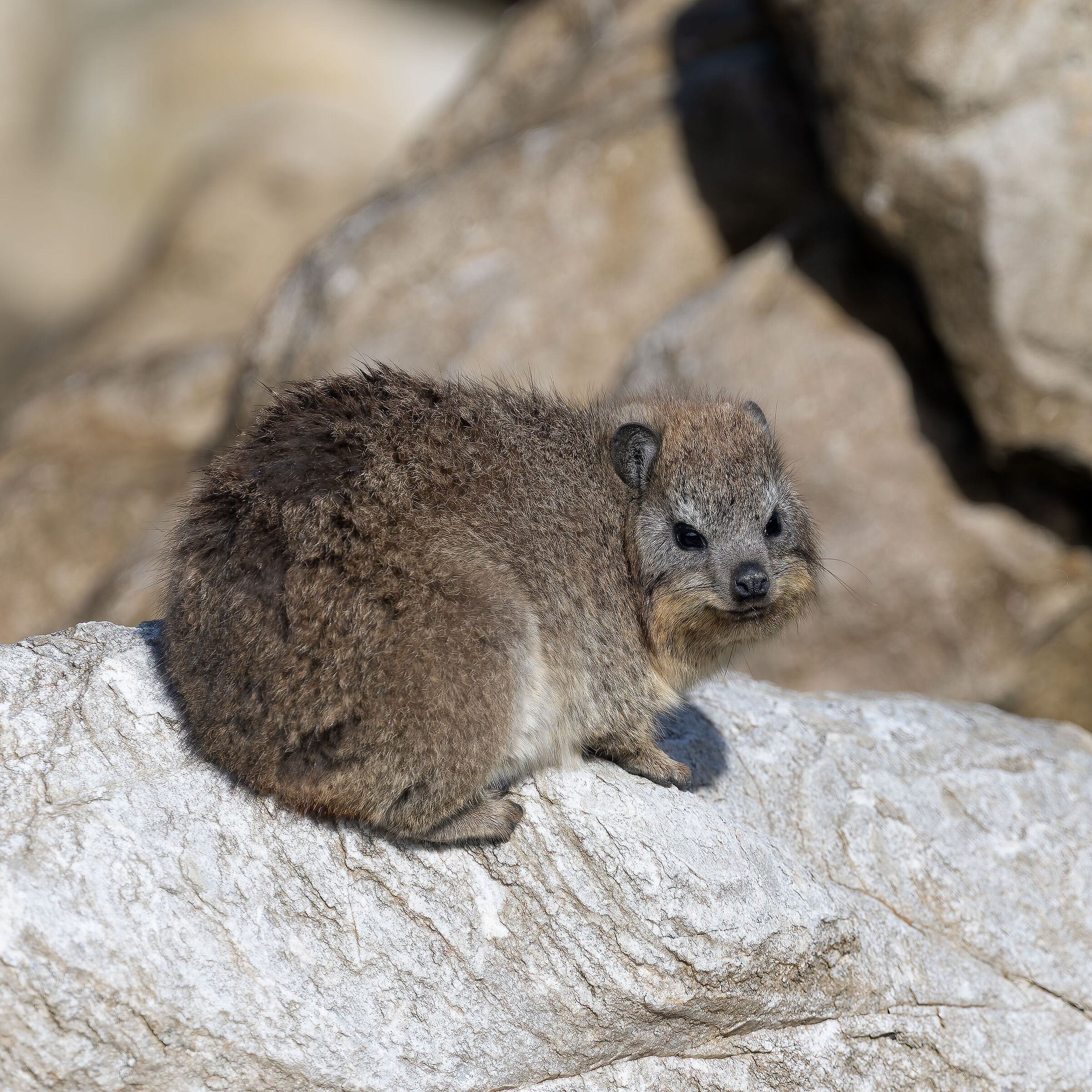 Procavia capensis - South Africa