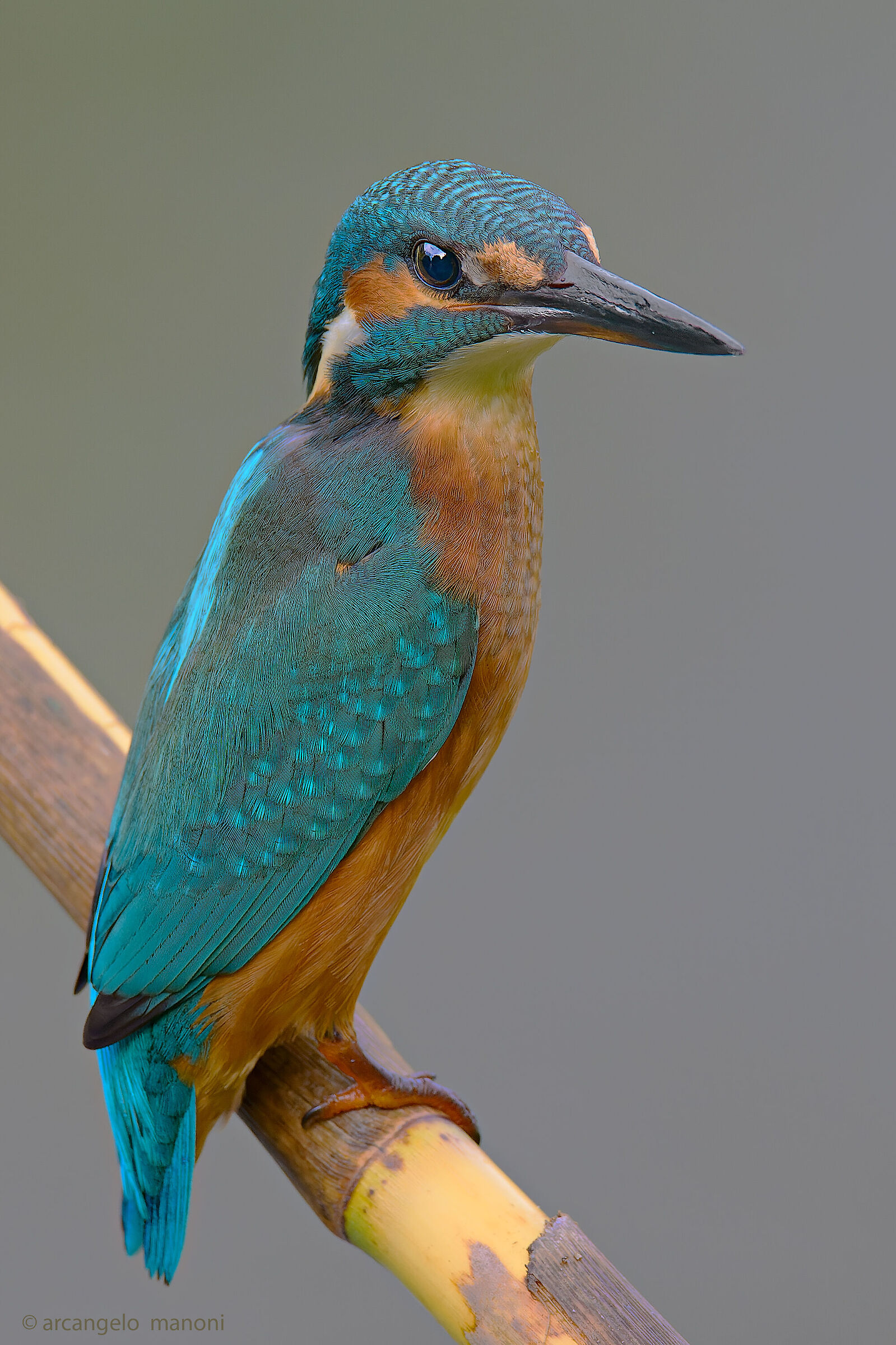 Lord kingfisher