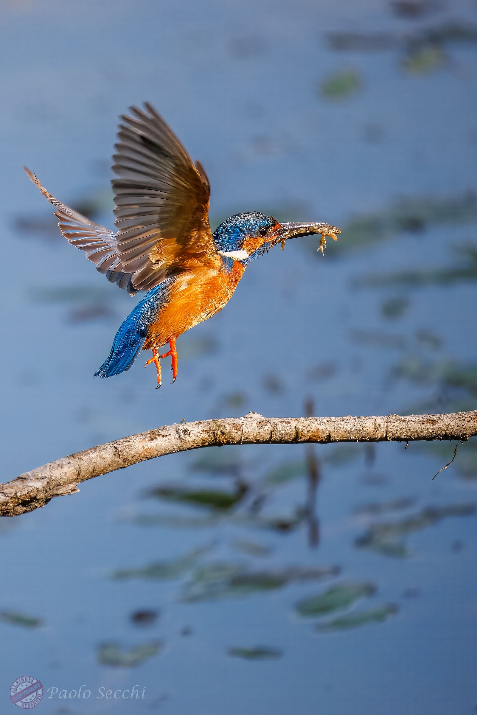 Off to a nest of beaks to fill