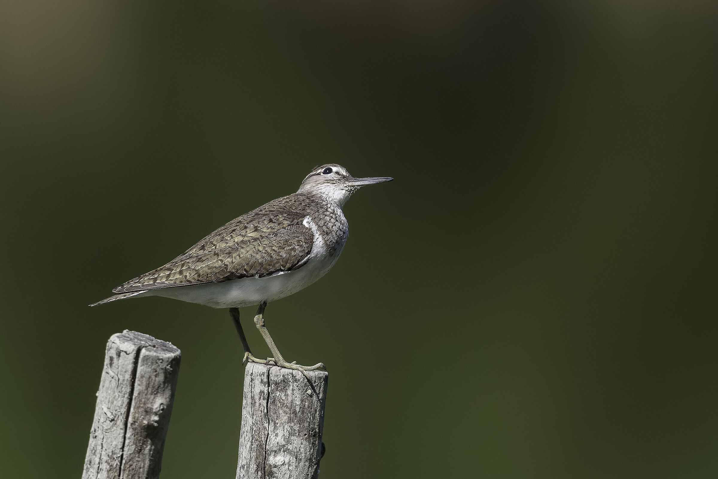 Small Sandpiper