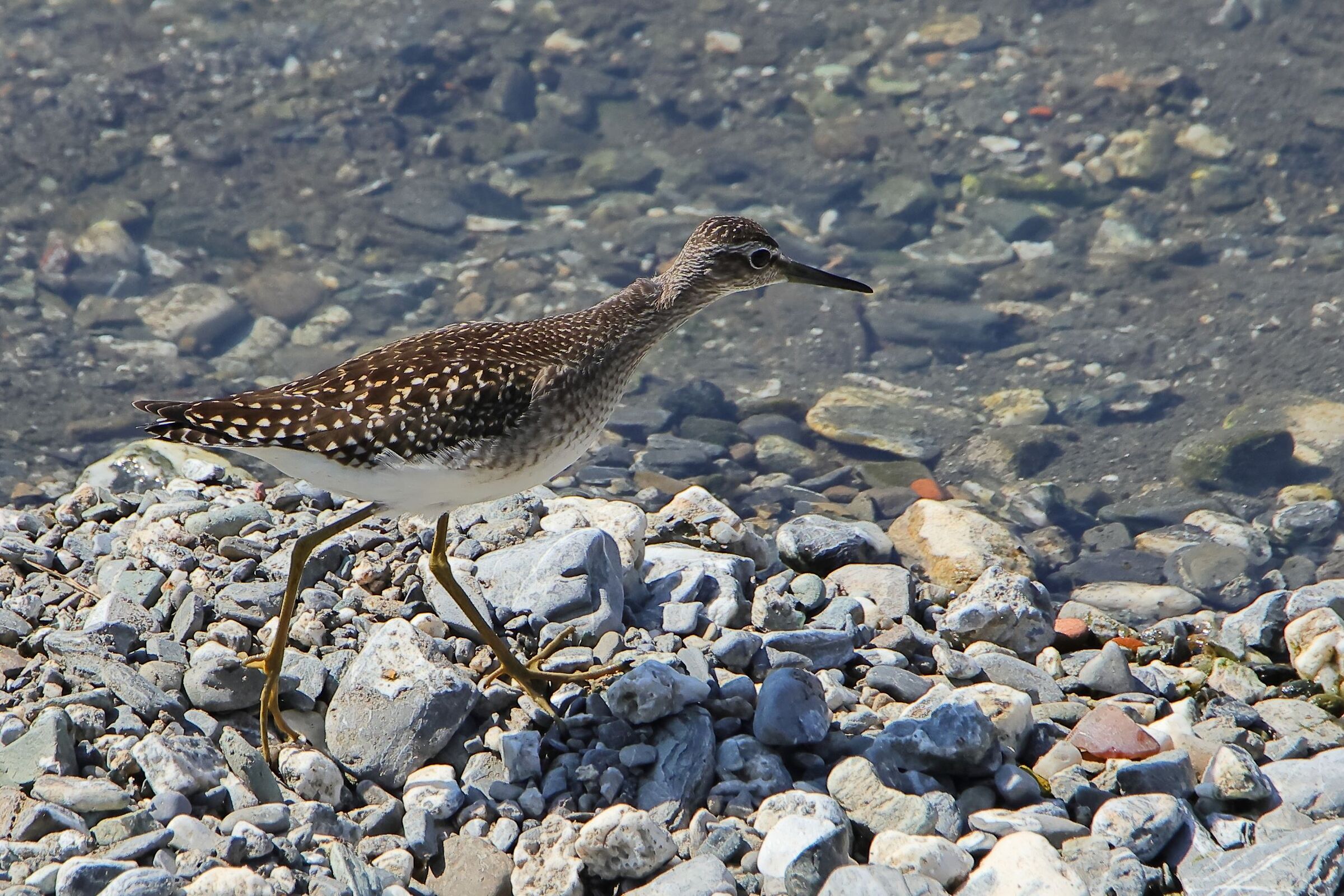 Piro piro boschereccio