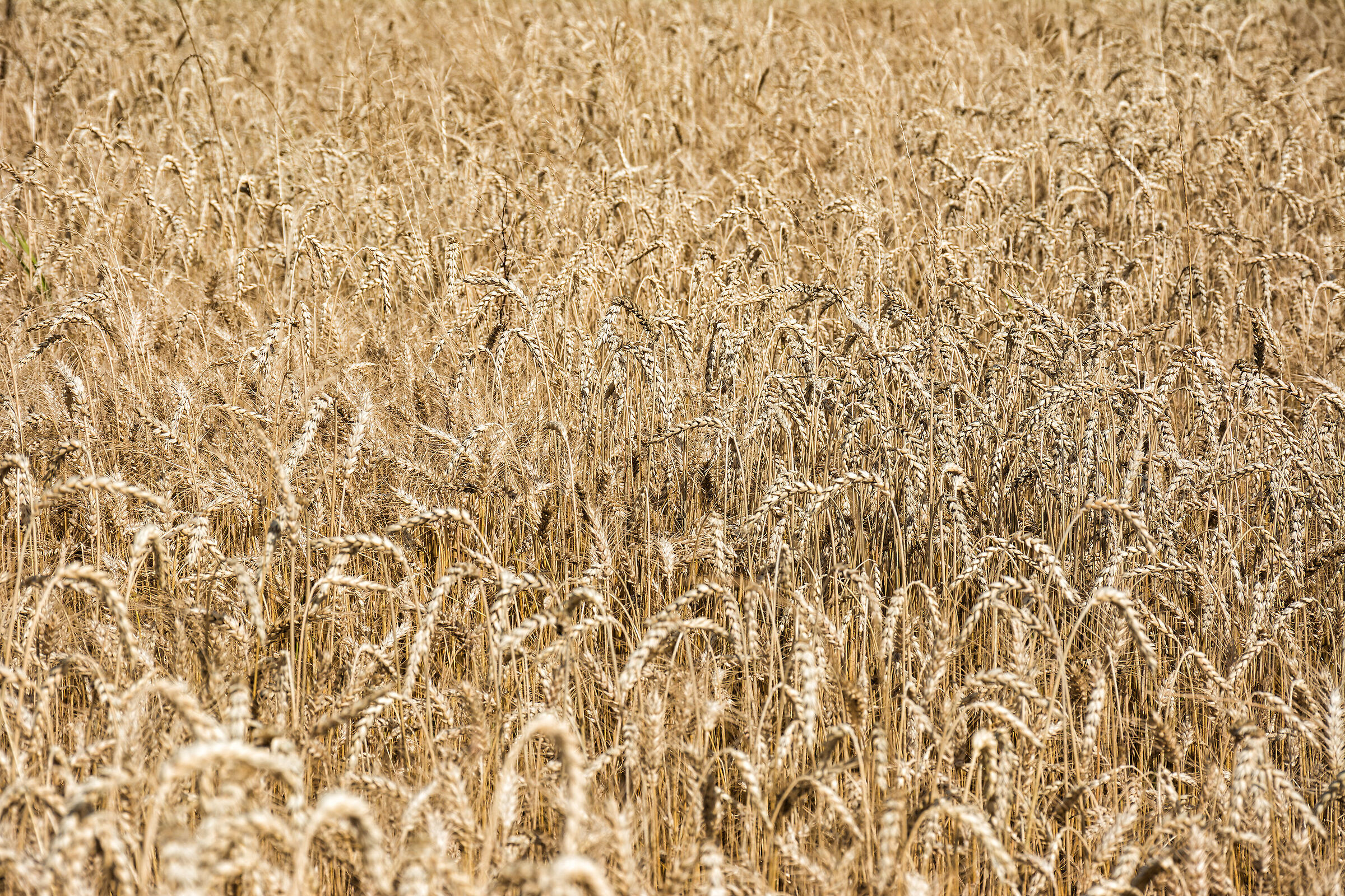Campo di grano