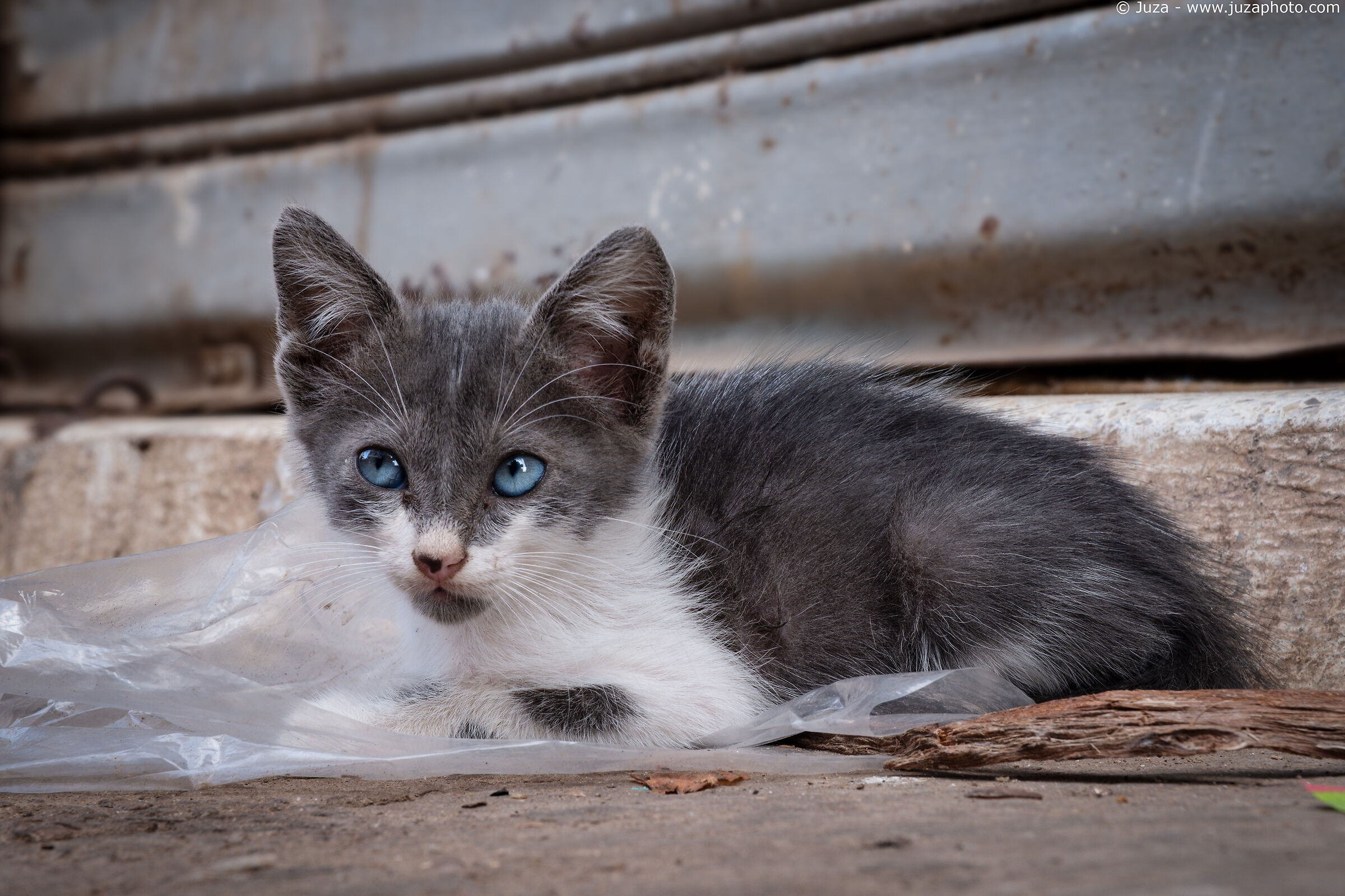 Kitten with blue eyes, Casablanca