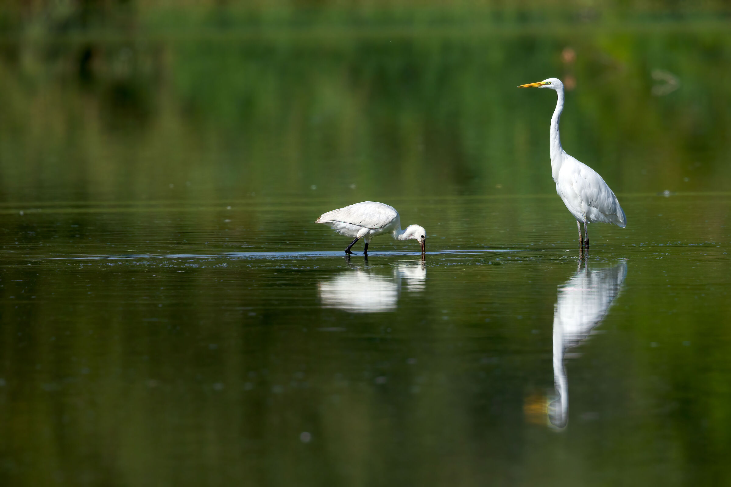Ardea alba and Platalea leucorodia