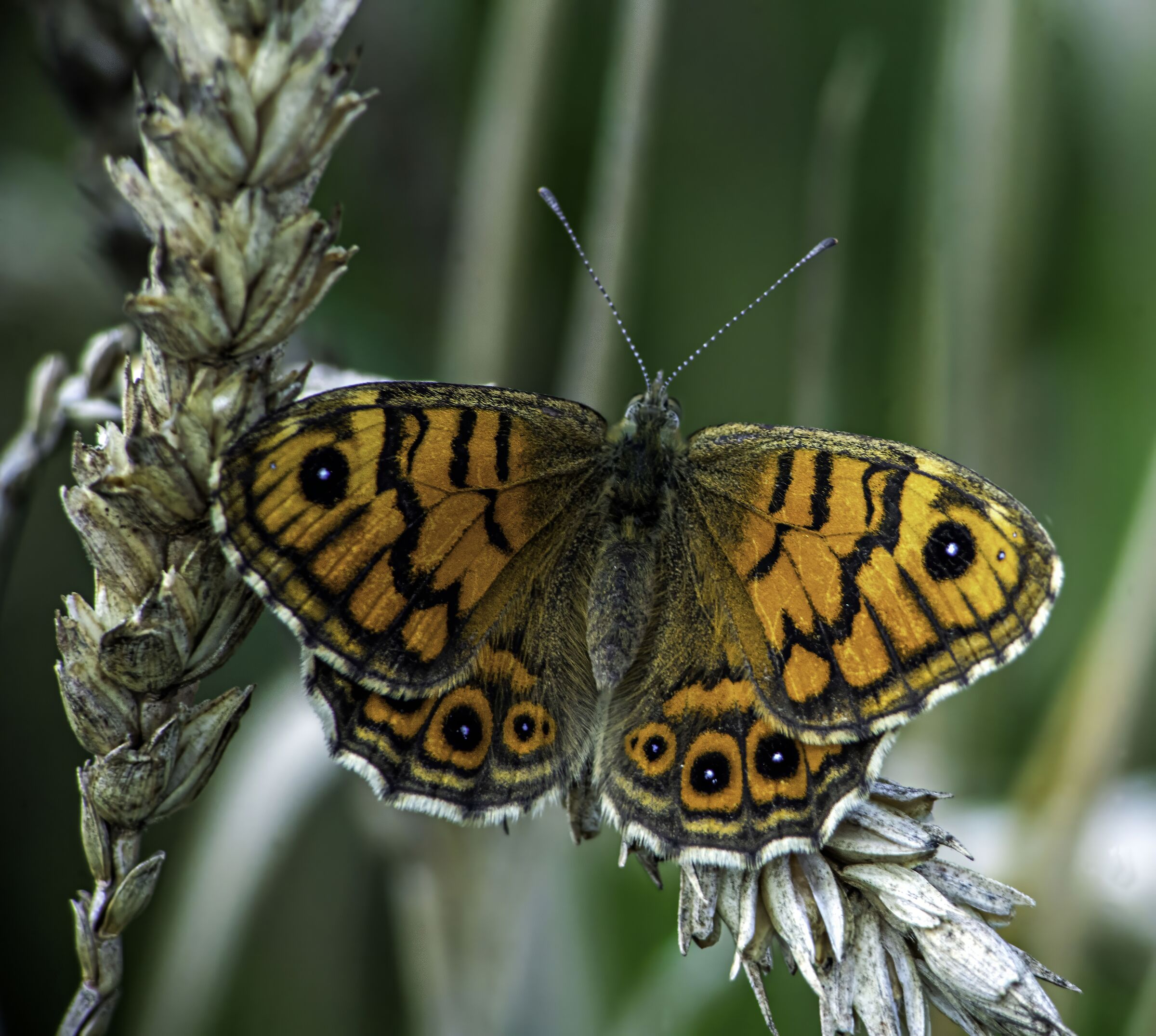 Another summer butterfly...