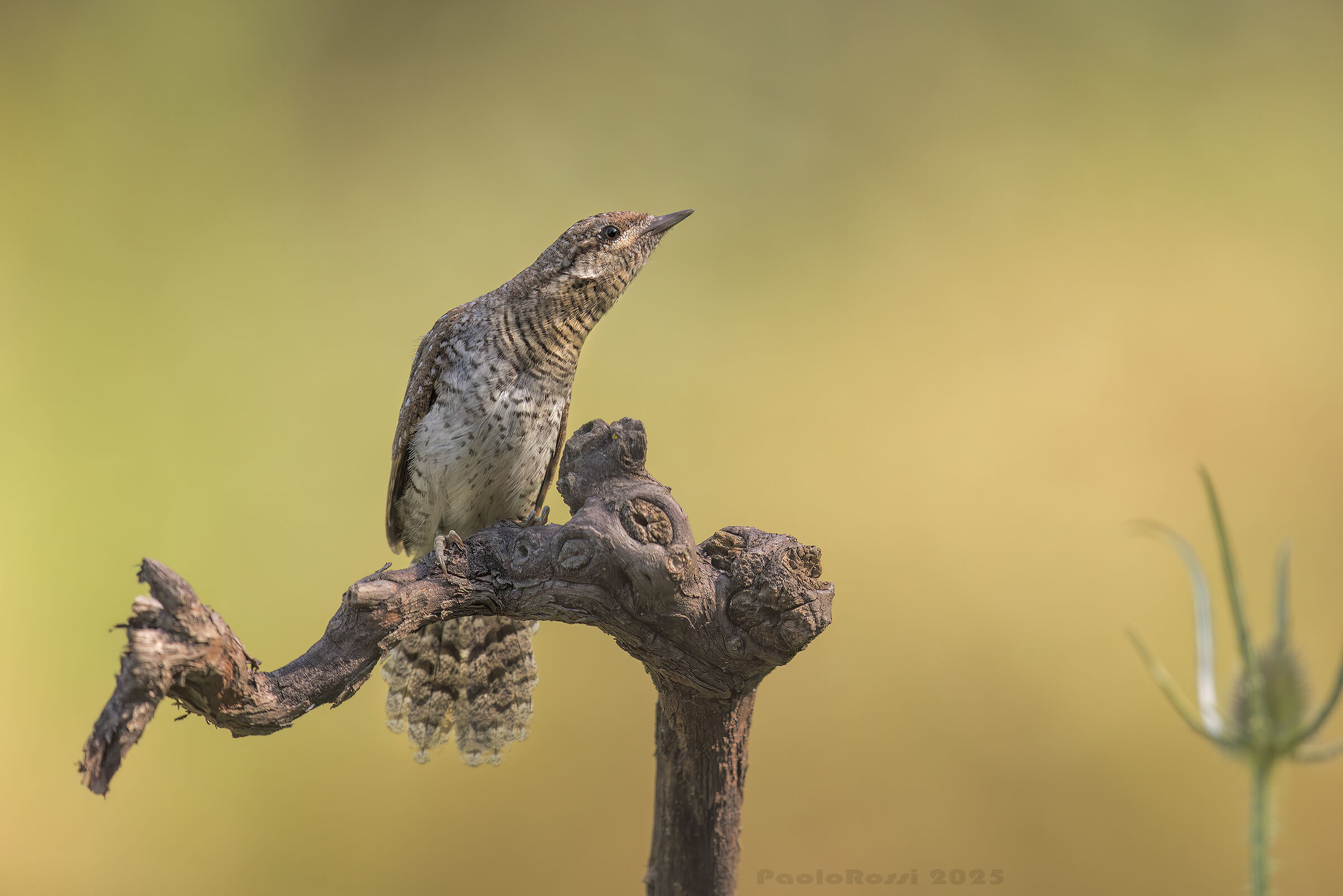 Wryneck...