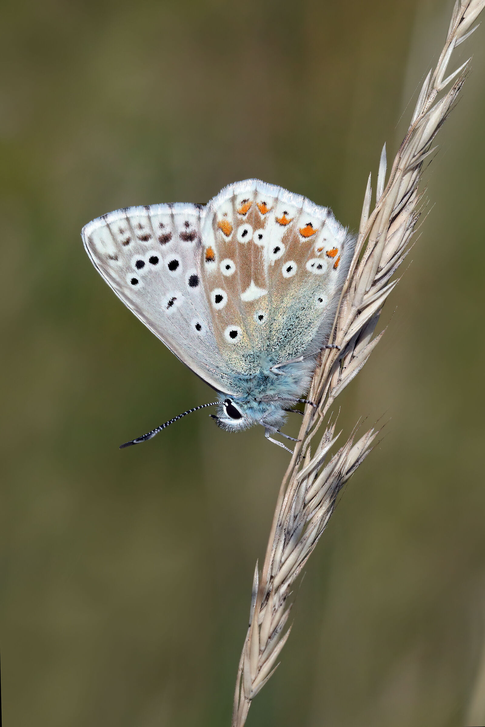 Lysandra coridon (esemplare maschio)