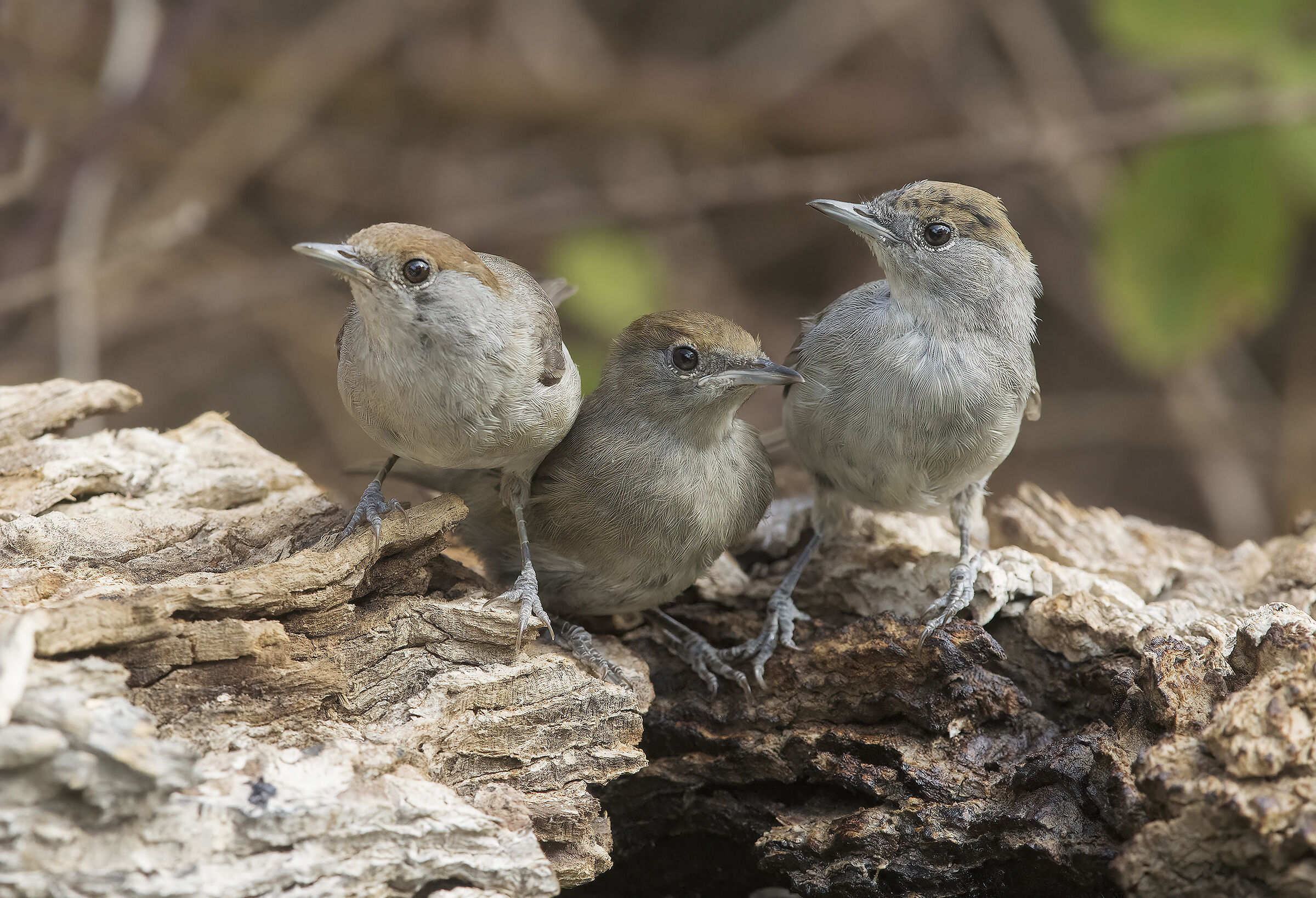 trio tre giovani capinere