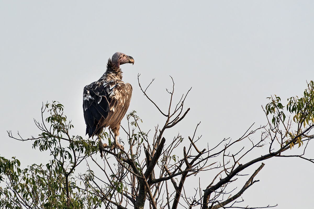 Avvoltoio orecchiuto