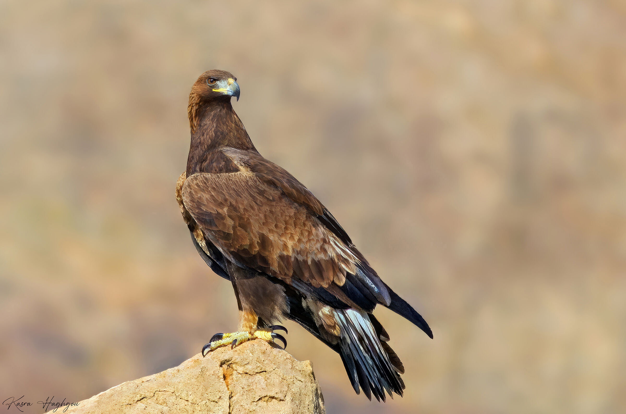 Golden eagle