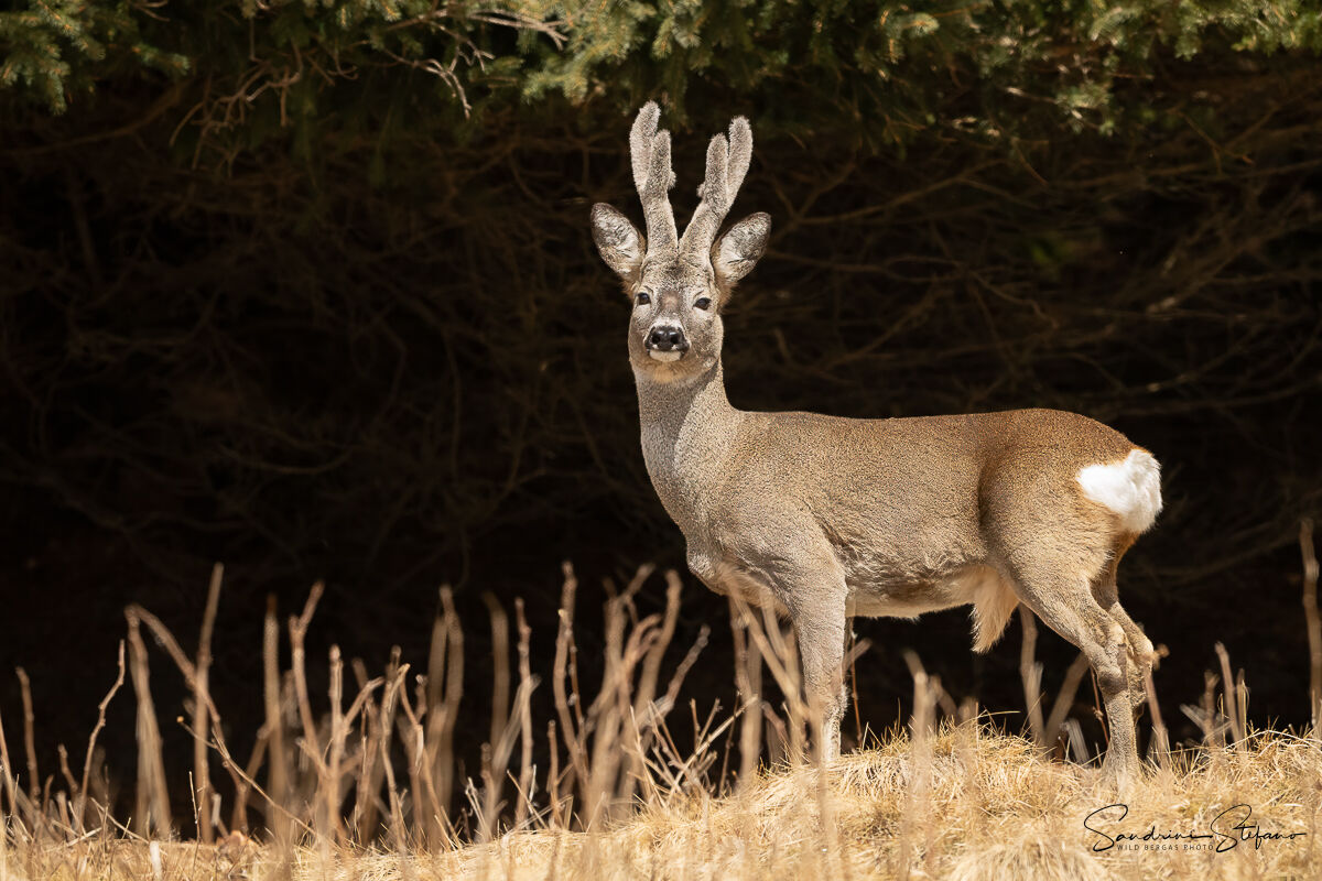 Capriolo