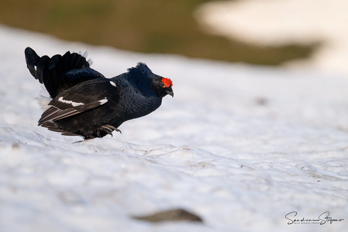 Gallo forcello
