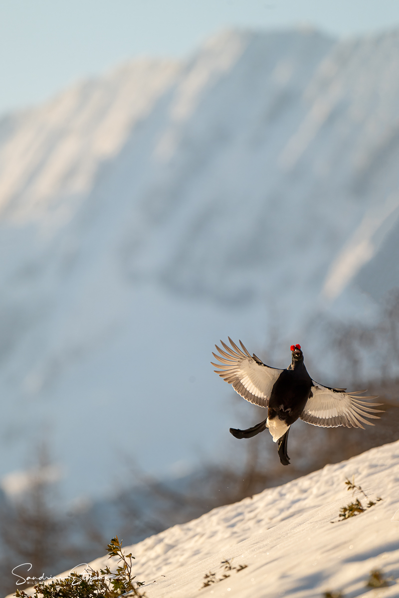 Gallo forcello