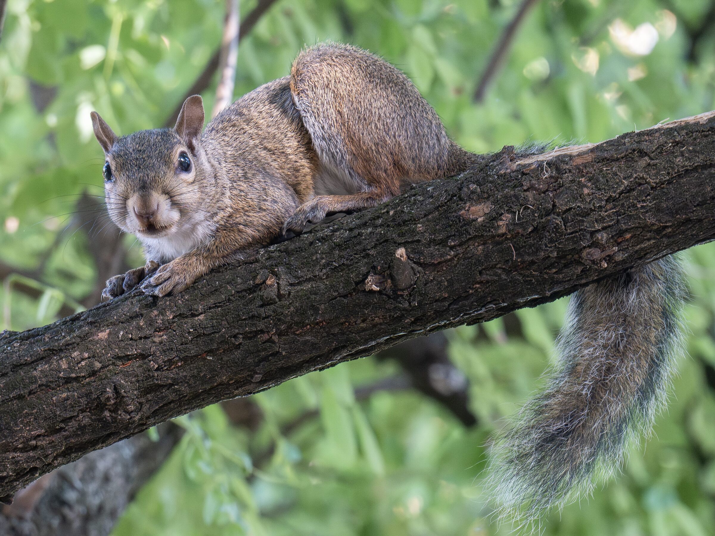 Grey squirrel in Parco Sempione - 26/08/2025 17:44