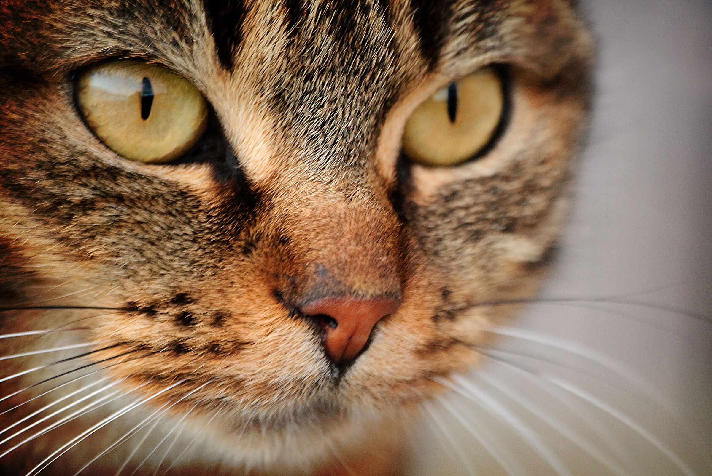 Occhi di gatto