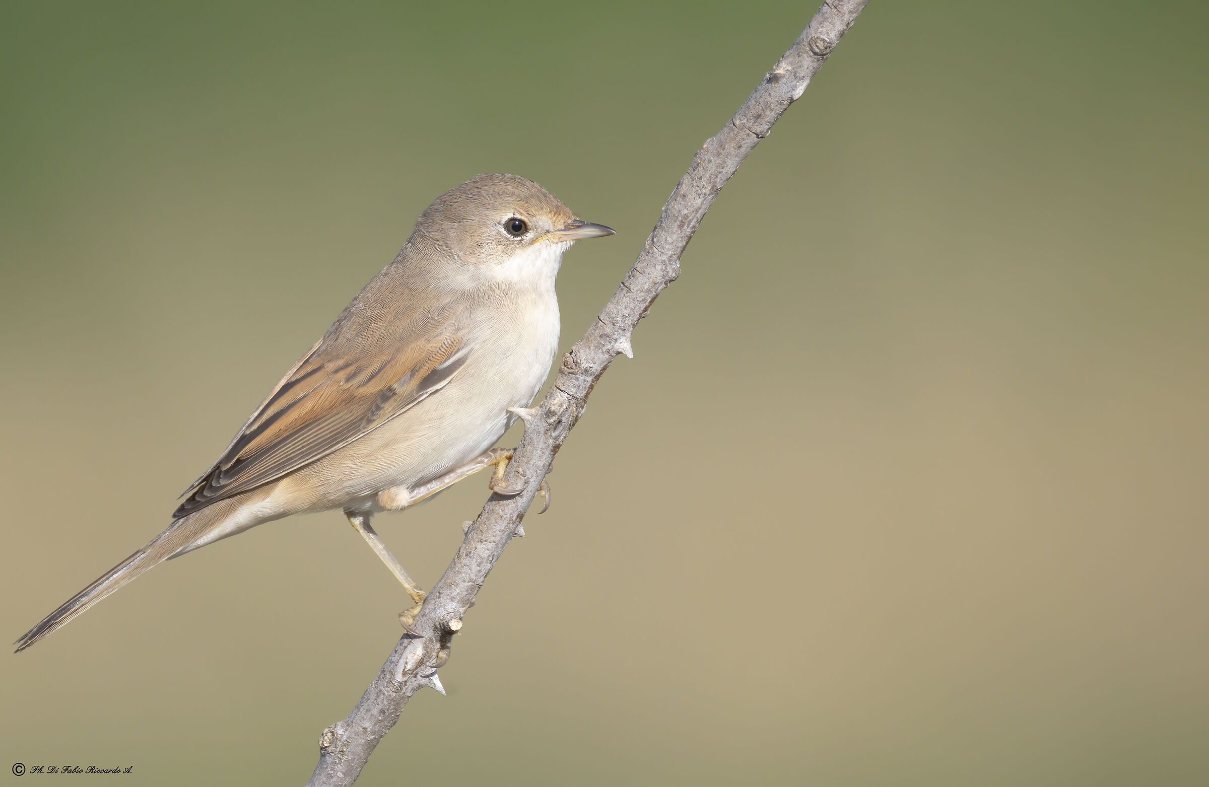 Whitethroat