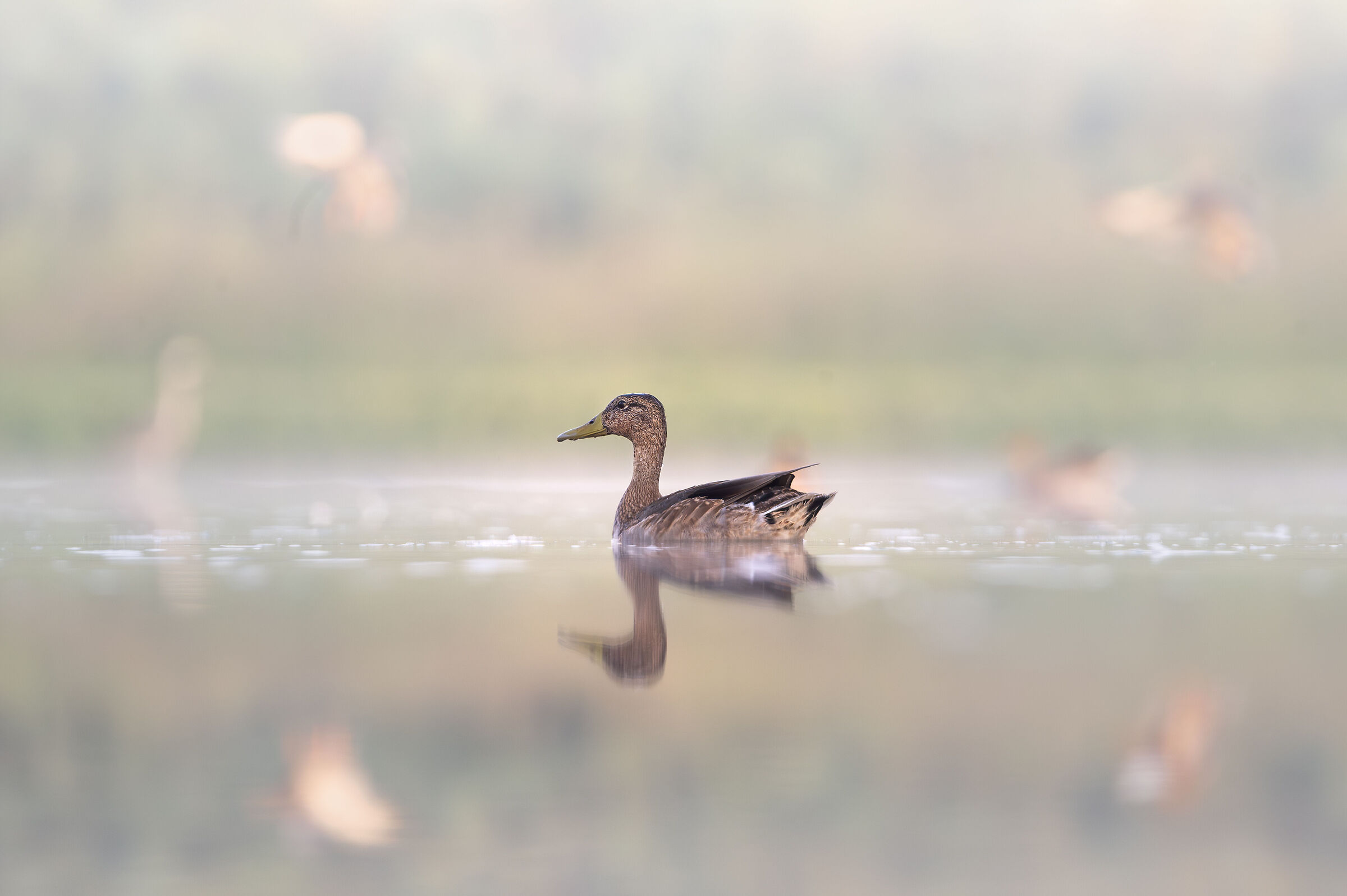 On the water