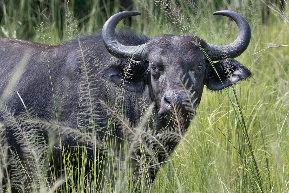 Bufalo africano