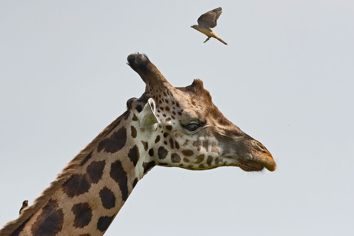 Giraffa di Rothschild