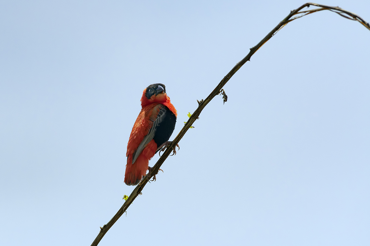Vescovo rosso meridionale